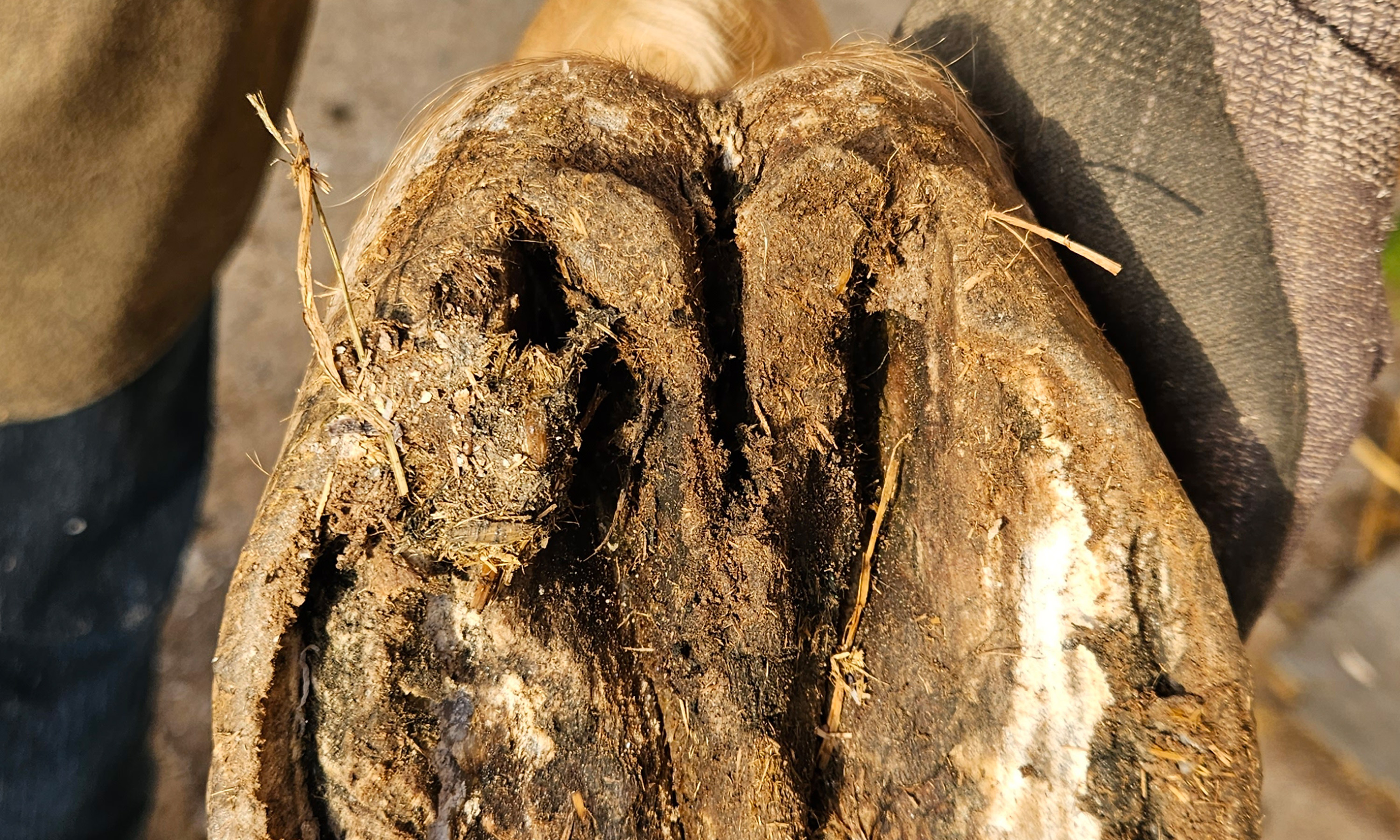 Ein Zwanghuf mit einer sehr tiefen mittleren Strahlfurche