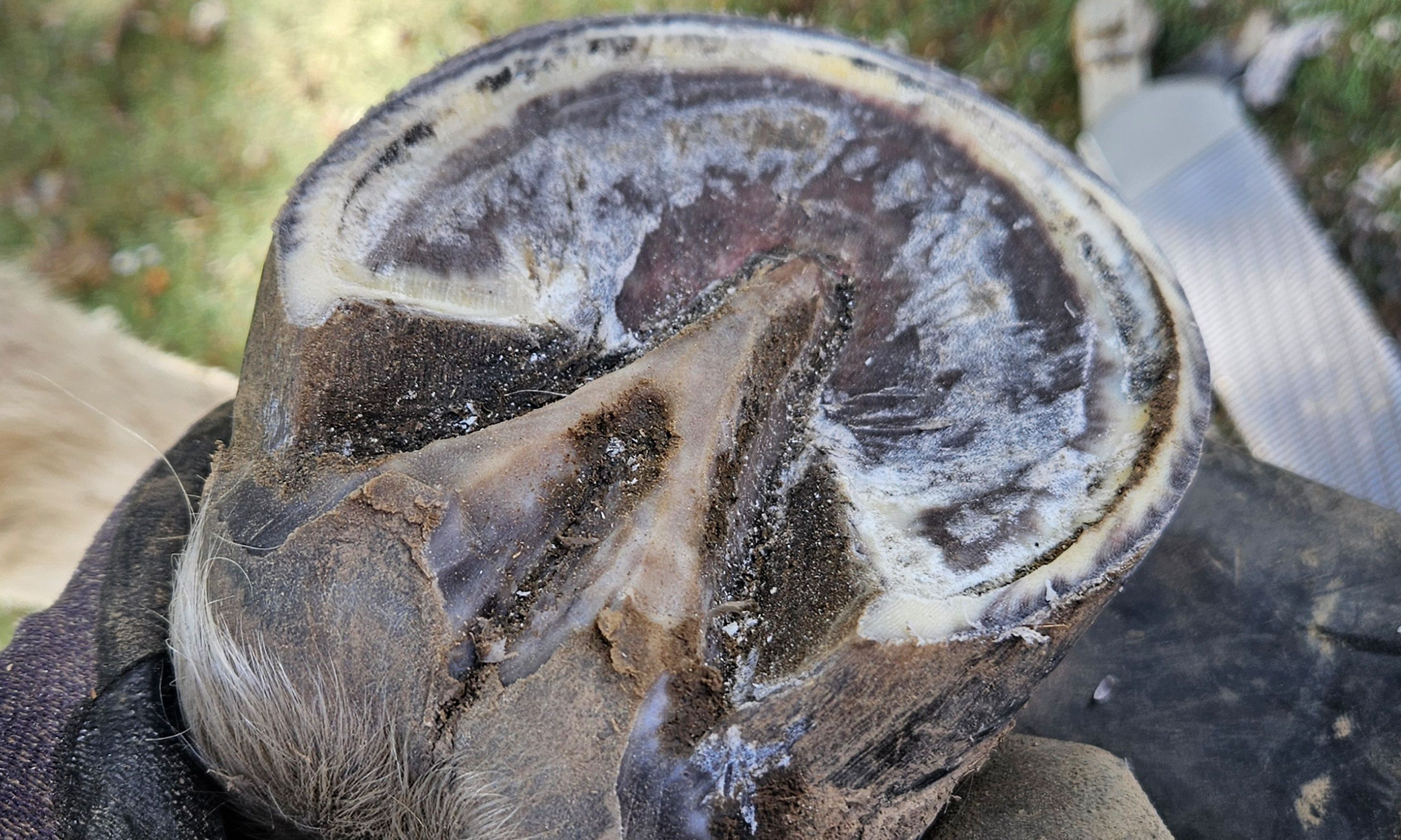 Ein vitaler Huf mit Tragrand und Trampolin-Funktion nach der Hufbearbeitung