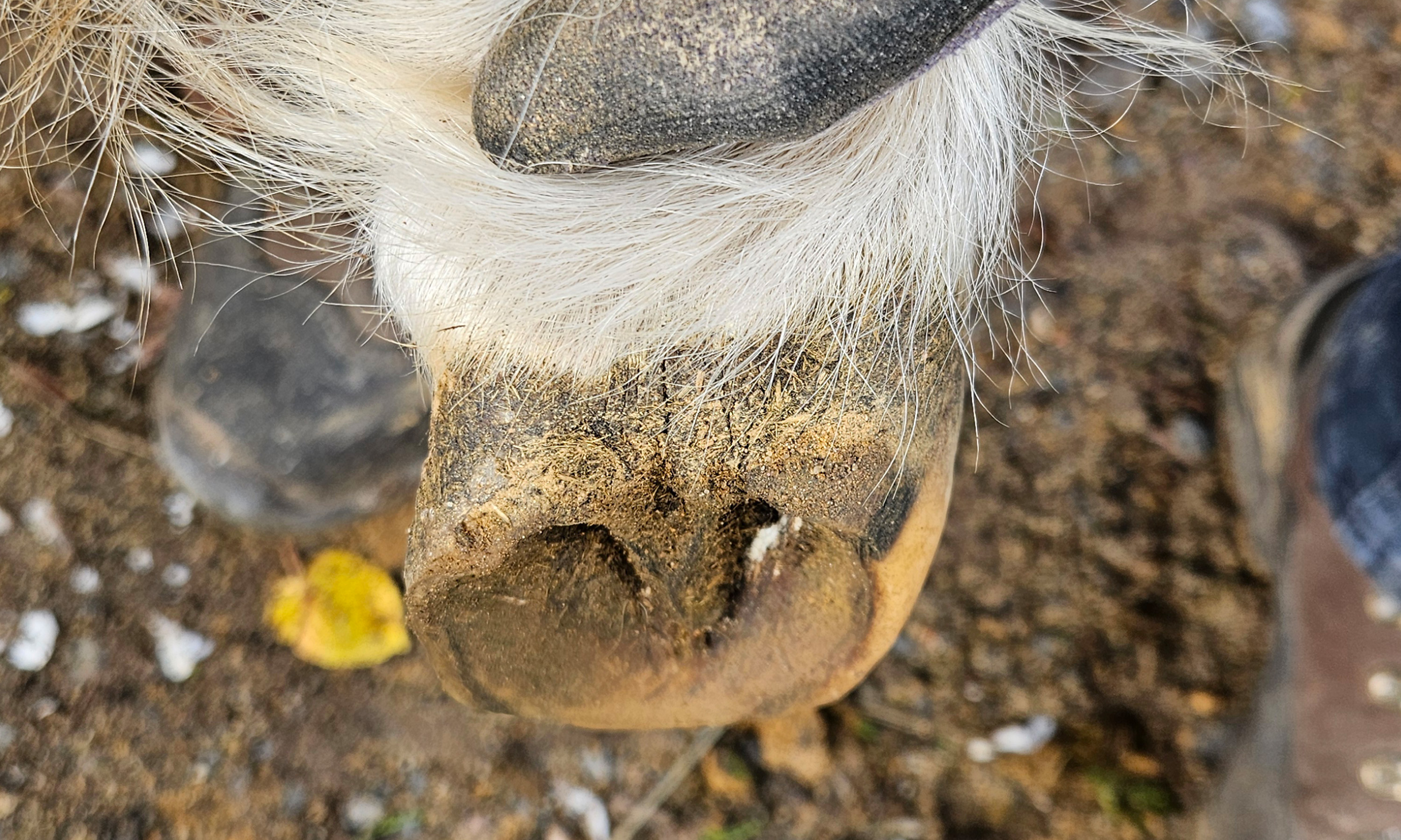 Ein stark deformierter Huf nach vielen flaschen Bearbeitungen