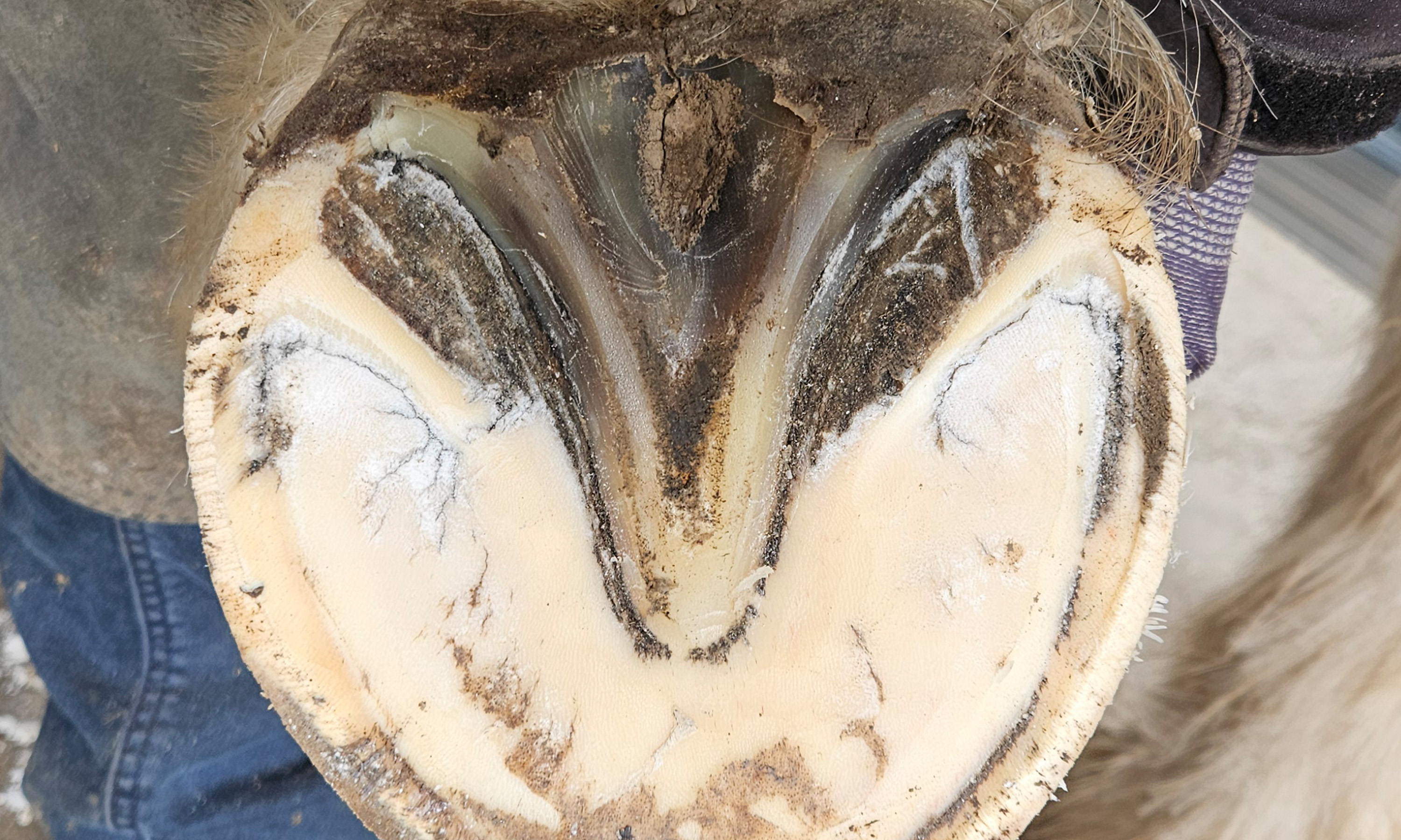 Ein vitaler Huf mit Tragrand und Trampolin-Funktion nach der Hufbearbeitung