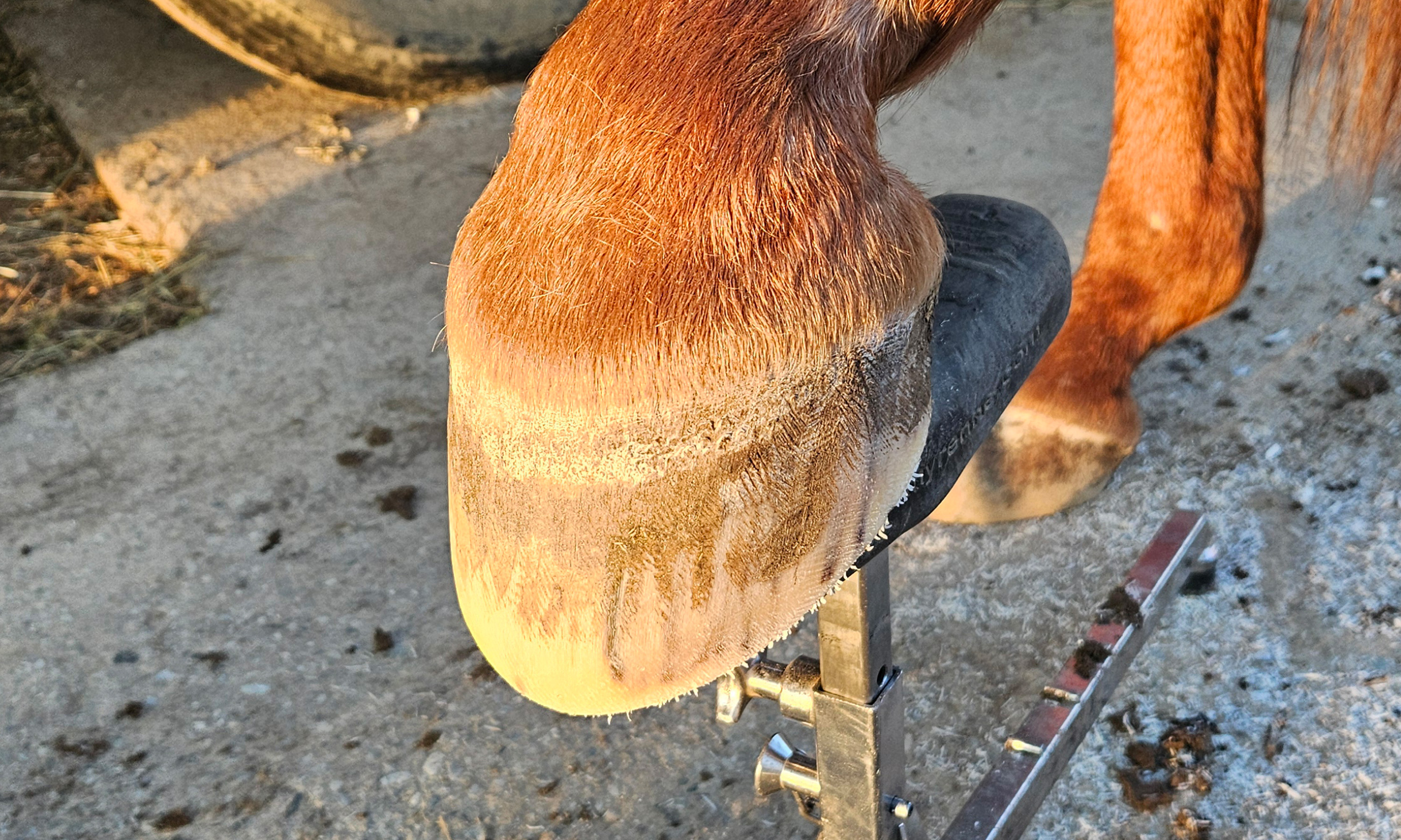 Ein vitaler Huf mit Reetdach auf einem Hufbock nach der Hufbearbeitung
