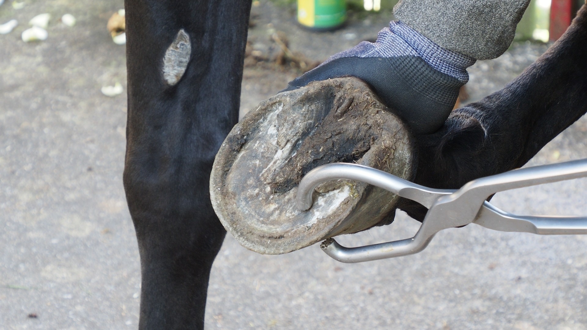 Untersuchung eines Hufes mit der Hufuntersuchungszange