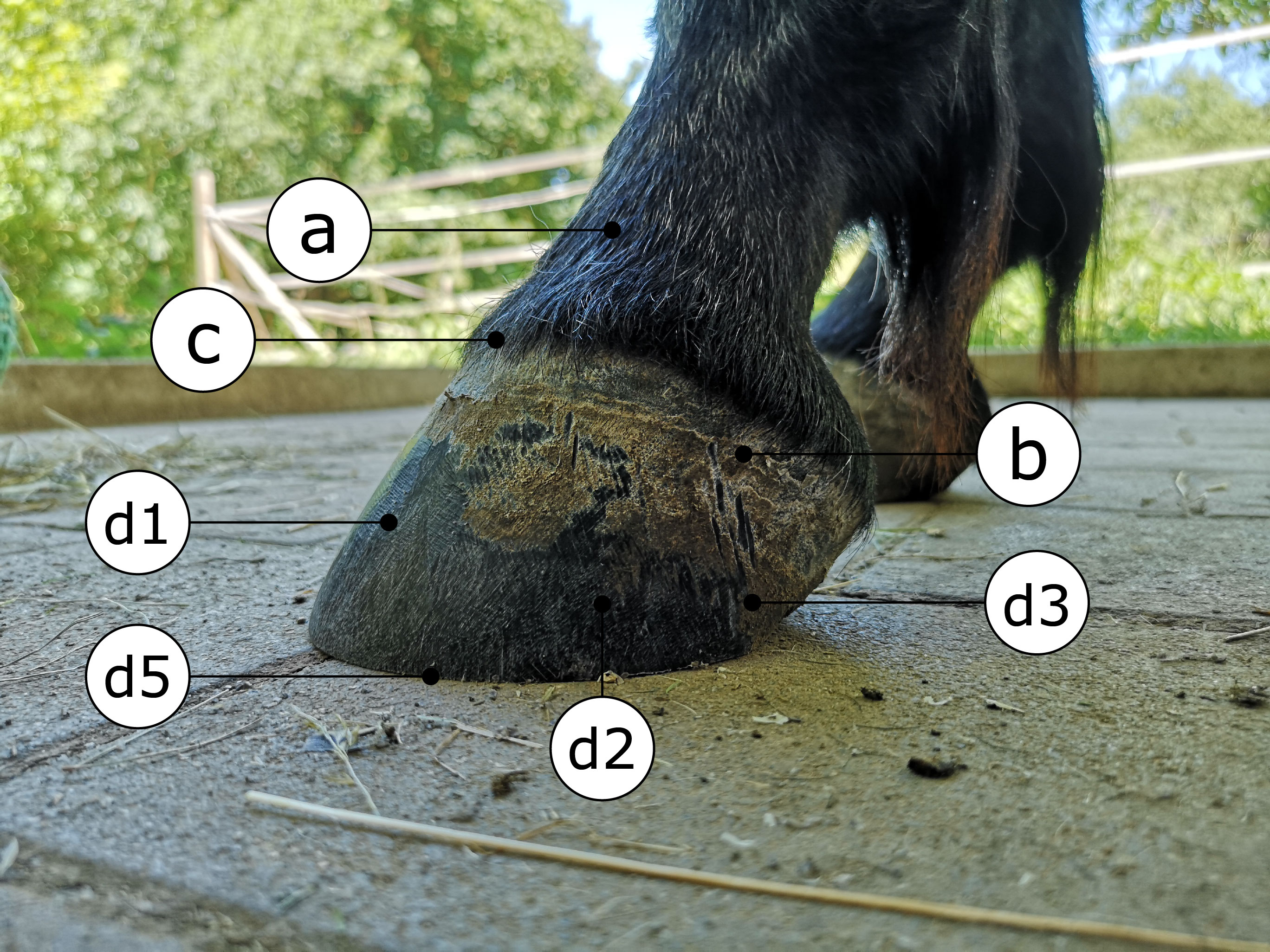 Huf beschriftet zur Benennung der Hufelemente von der Seite (lateral)