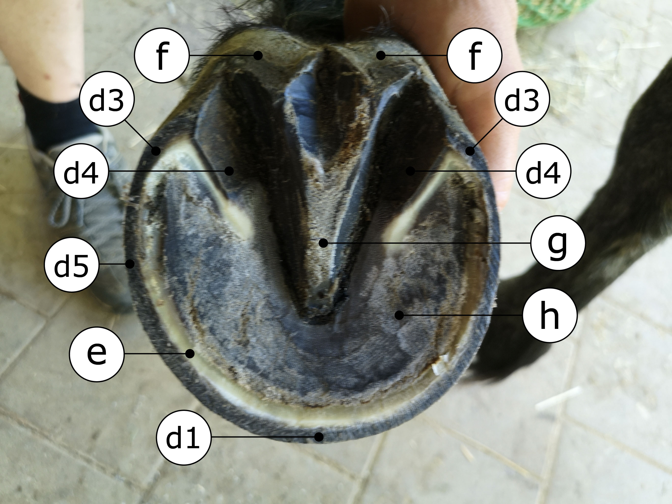 Huf beschriftet zur Benennung der Hufelemente von unten (solear)