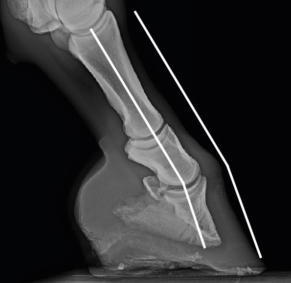 Röntgenbild eines Hufes mit nach vorne gebrochener Huf-Fessel-Achse und einer Beugung des Hufgelenks