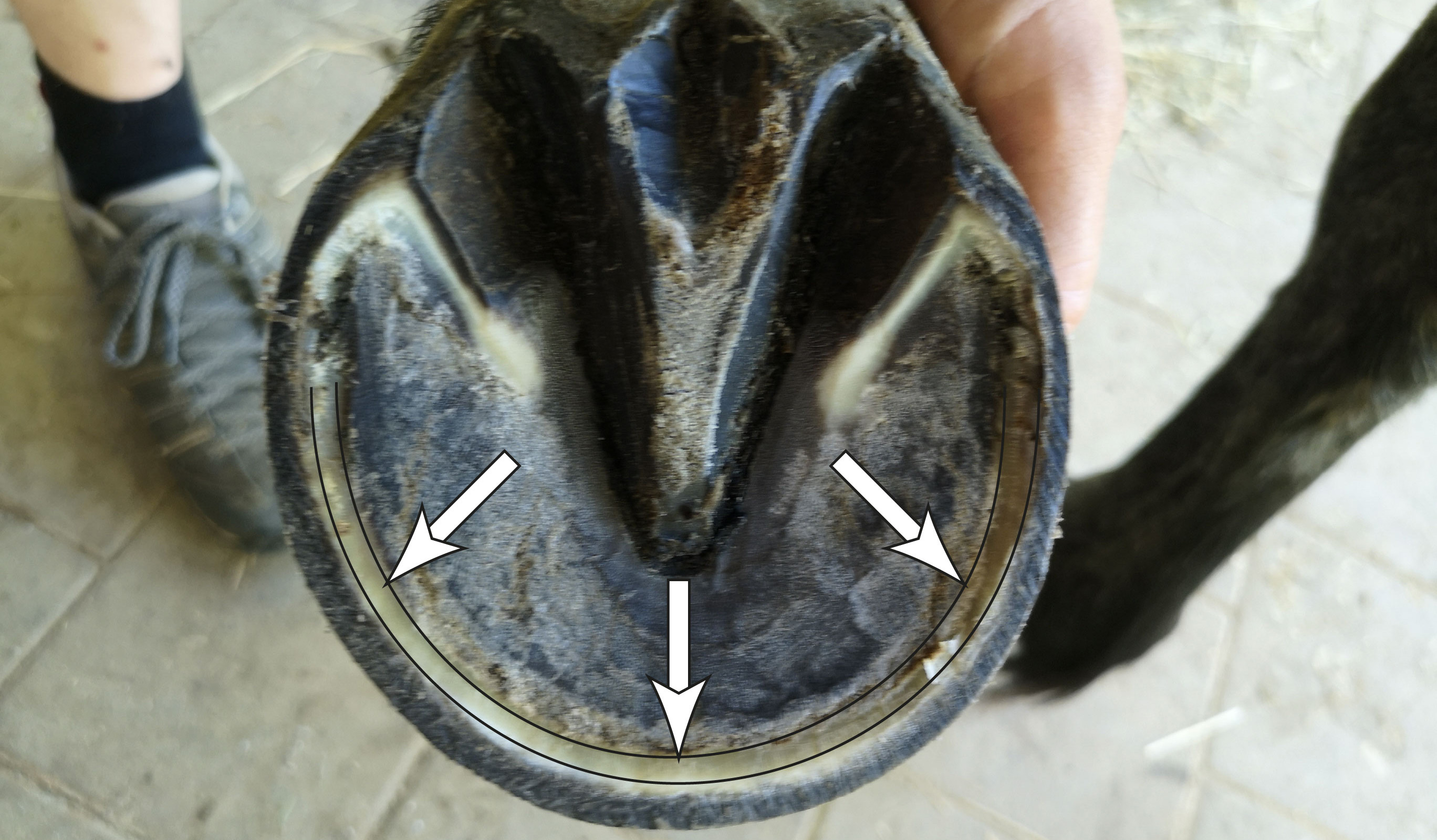 Huf von untern zur Verdeutlichung des Hufbeinrandhorns zwischen Sohle und Hufwand