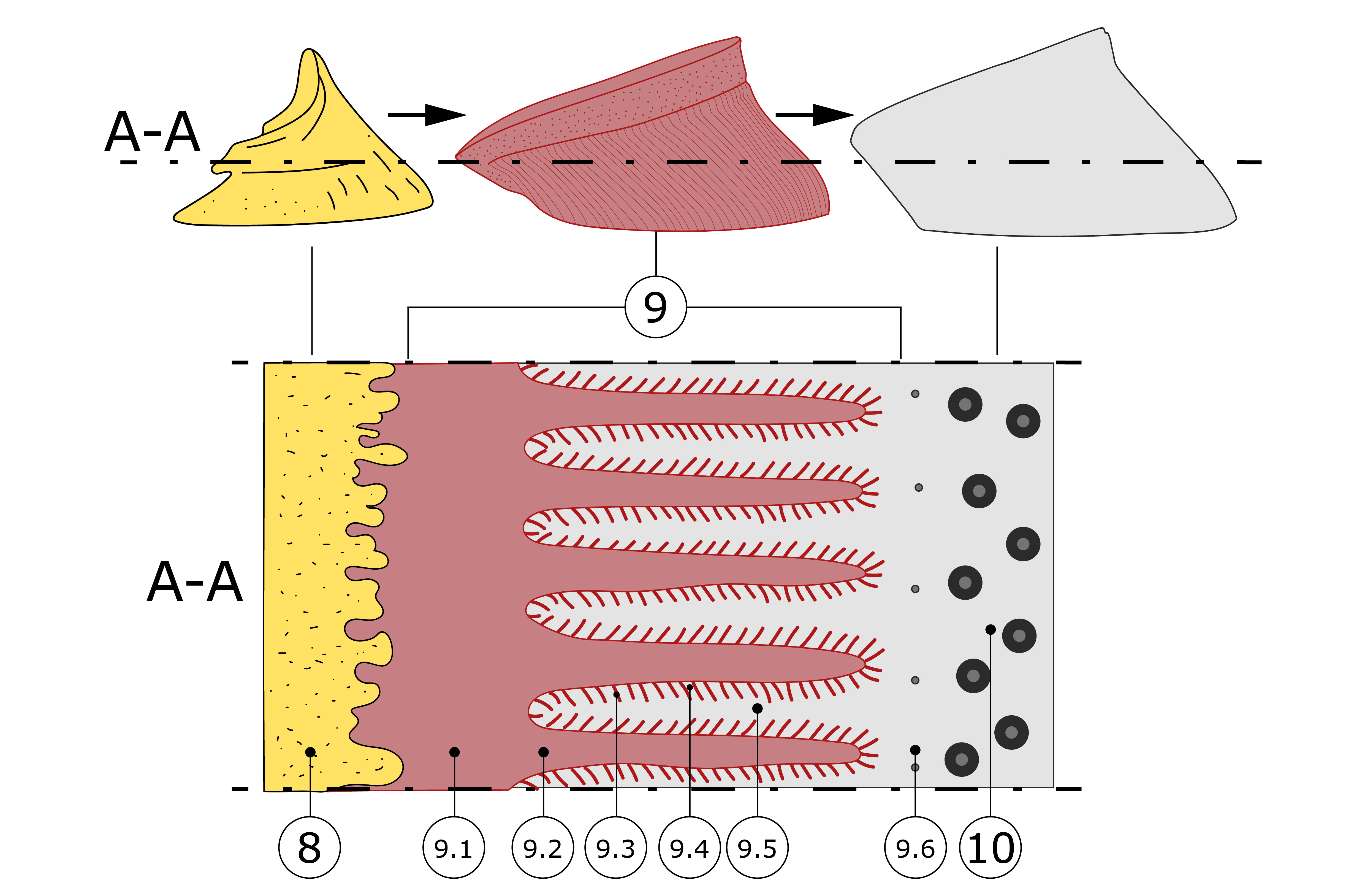 Nummerierte Illustration im Querschnitt A-A durch das Hufbein, den Hufbeinträger und die Hufwand