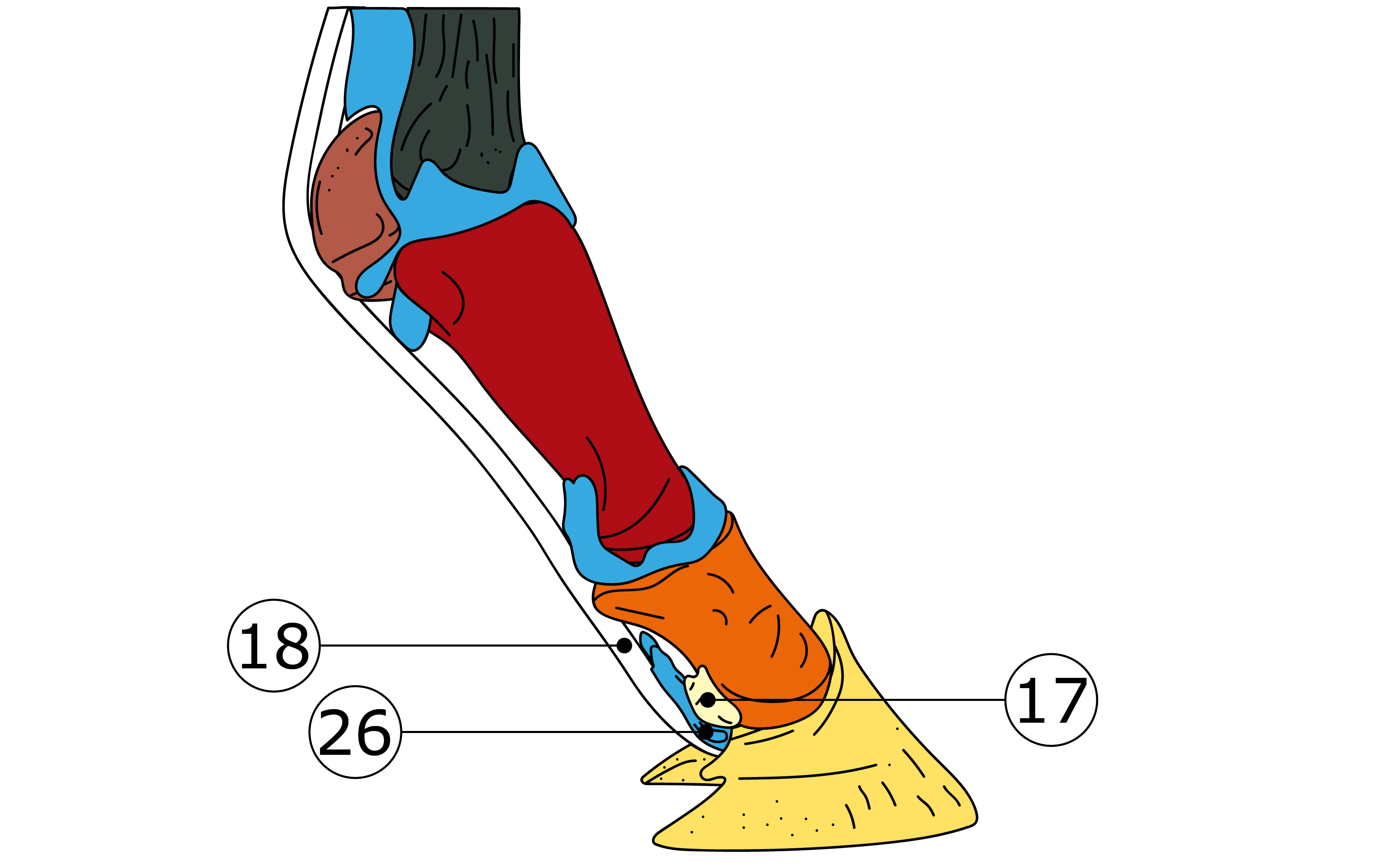 Nummerierte Illustration des Hufrollenkomplexes mit tiefer Beugesehne (weiß 18), Hufrollenschleimbeutel (blau 26) und Strahlbein (hellgelb 17)