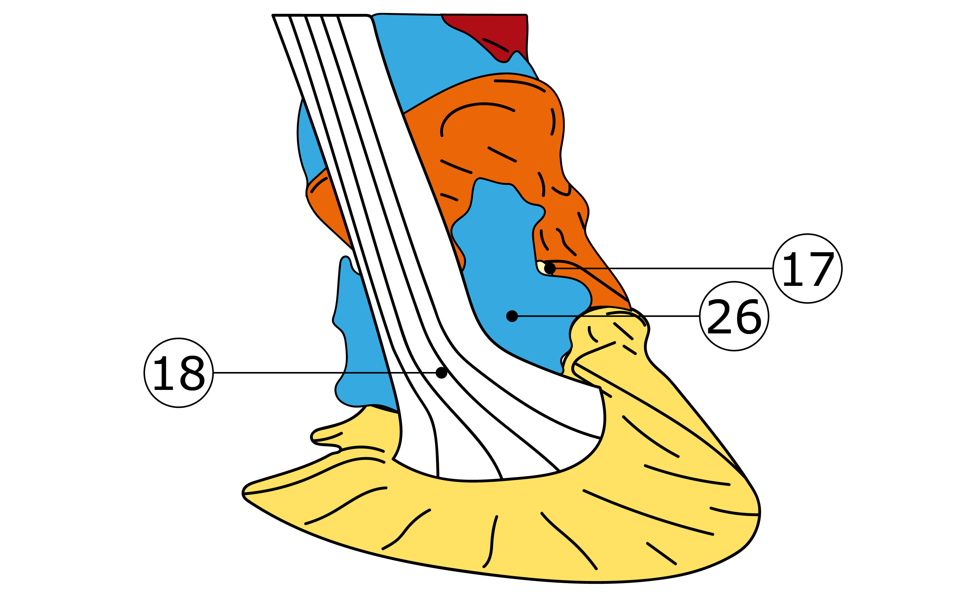 Nummerierte Illustration des Hufrollenkomplexes mit tiefer Beugesehne (weiß 18), Hufrollenschleimbeutel (blau 26) und Strahlbein (hellgelb 17) im Detail