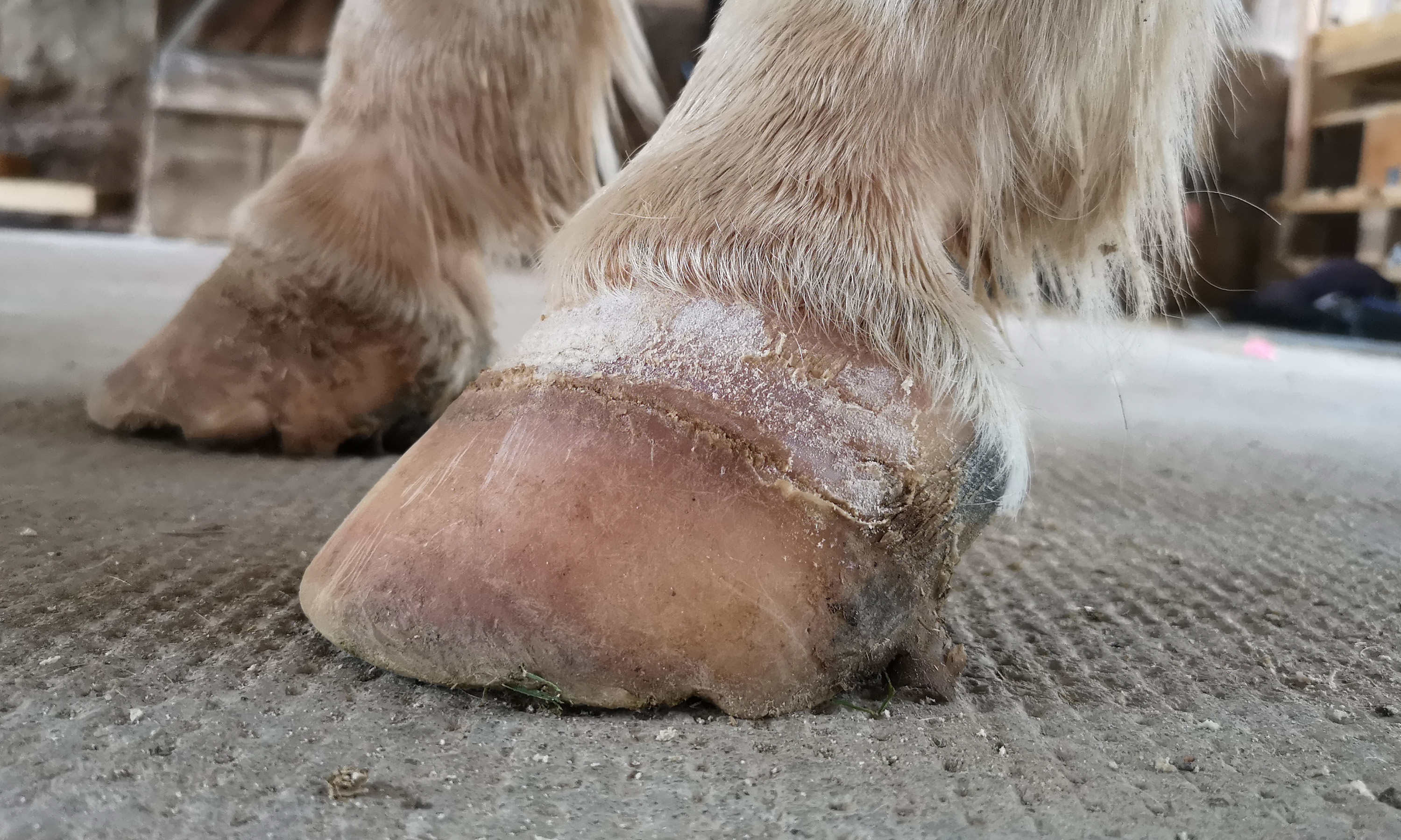 Horizontale Rille nach einer Hufrehe mit defektem Hufbeinträger darunter und intaktem Hufbeinträger darüber
