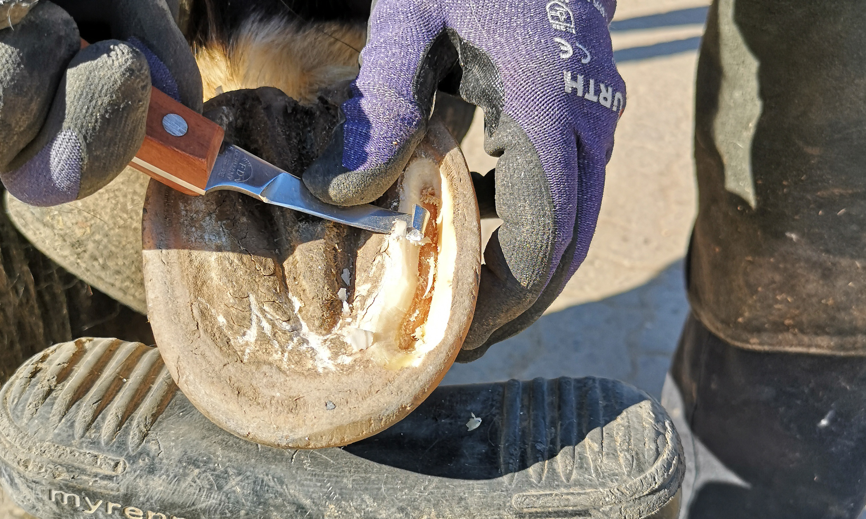 Freischneiden eines Hufgeschwürkanals