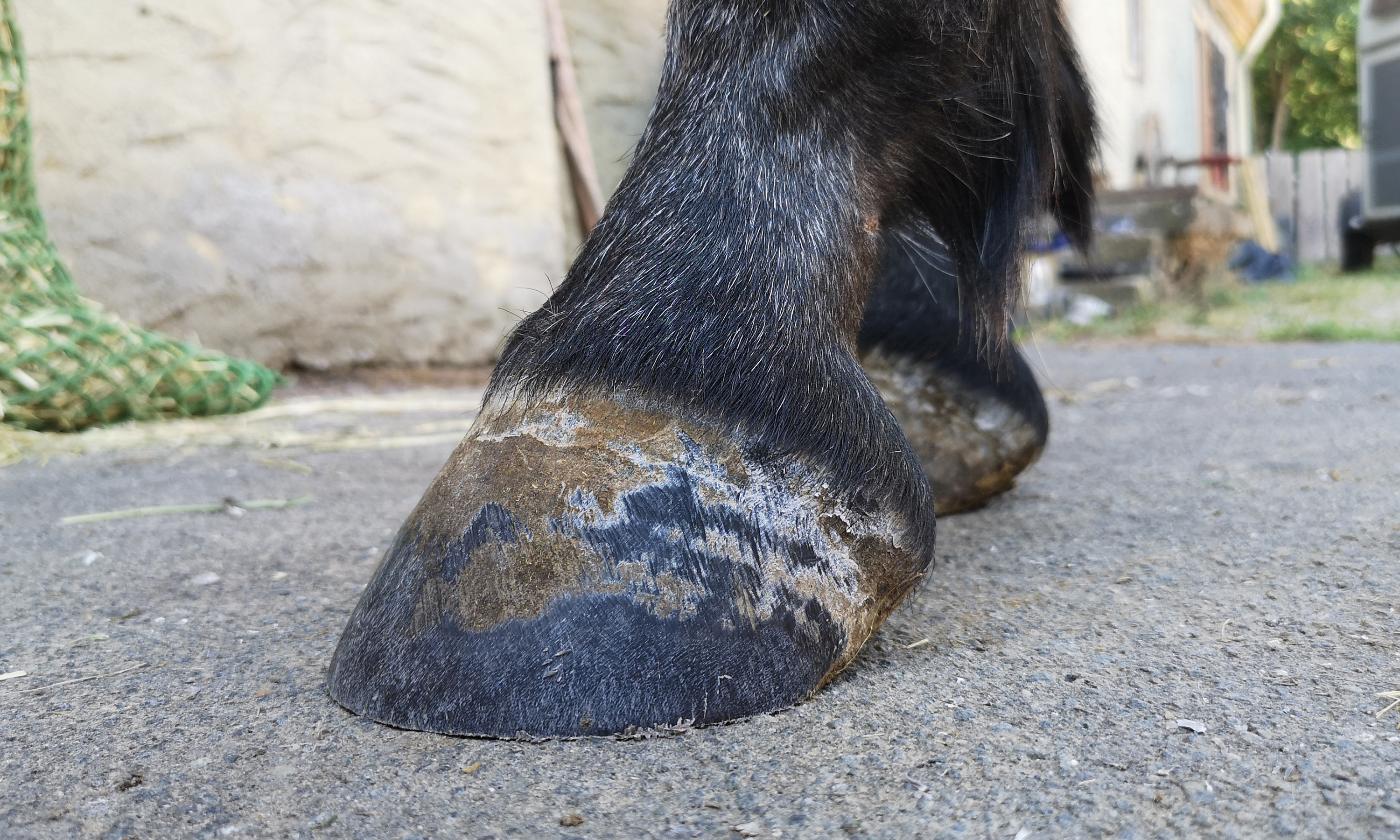 Ein vitaler Huf mit Reetdach nach der Hufbearbeitung