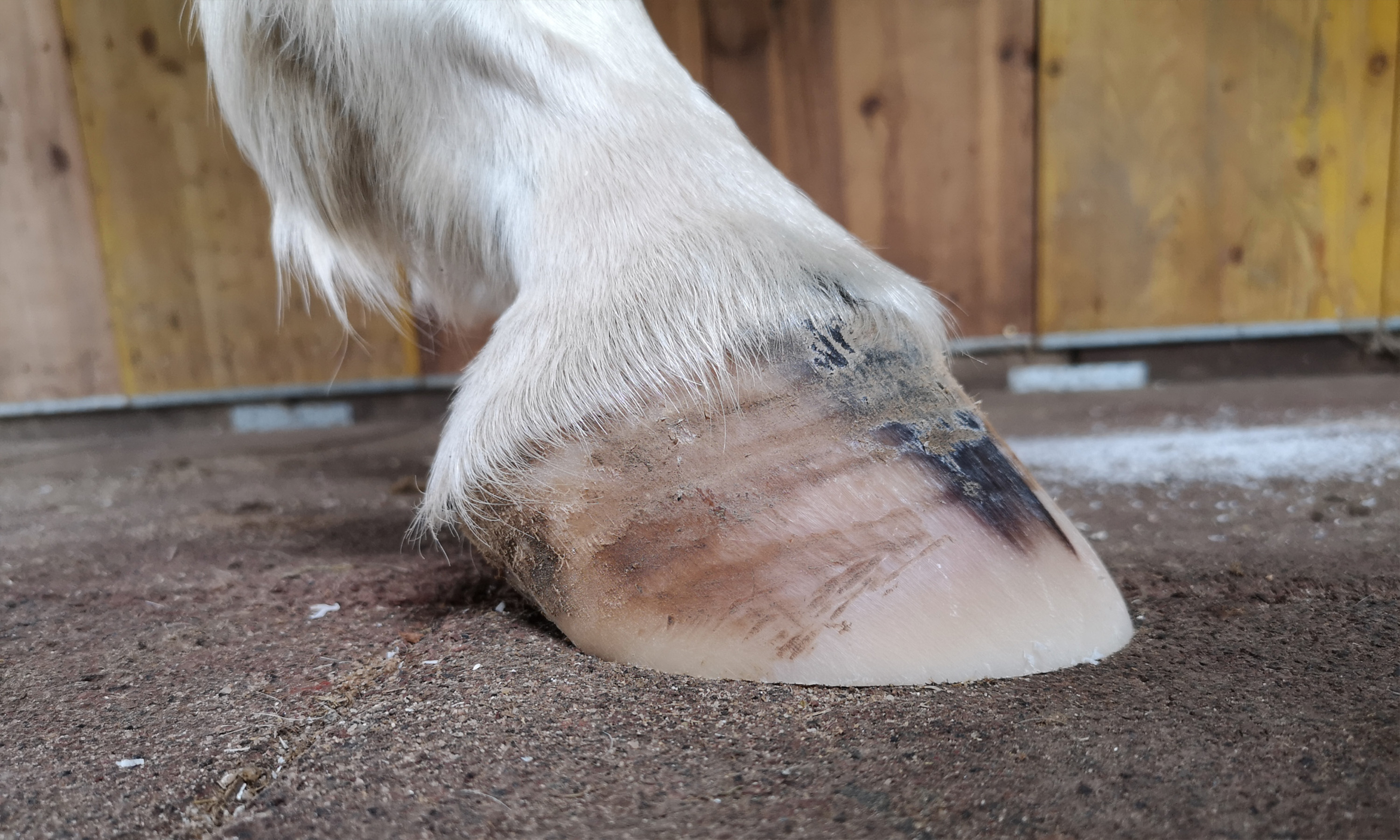 Ein vitaler Huf mit Reetdach nach der Hufbearbeitung