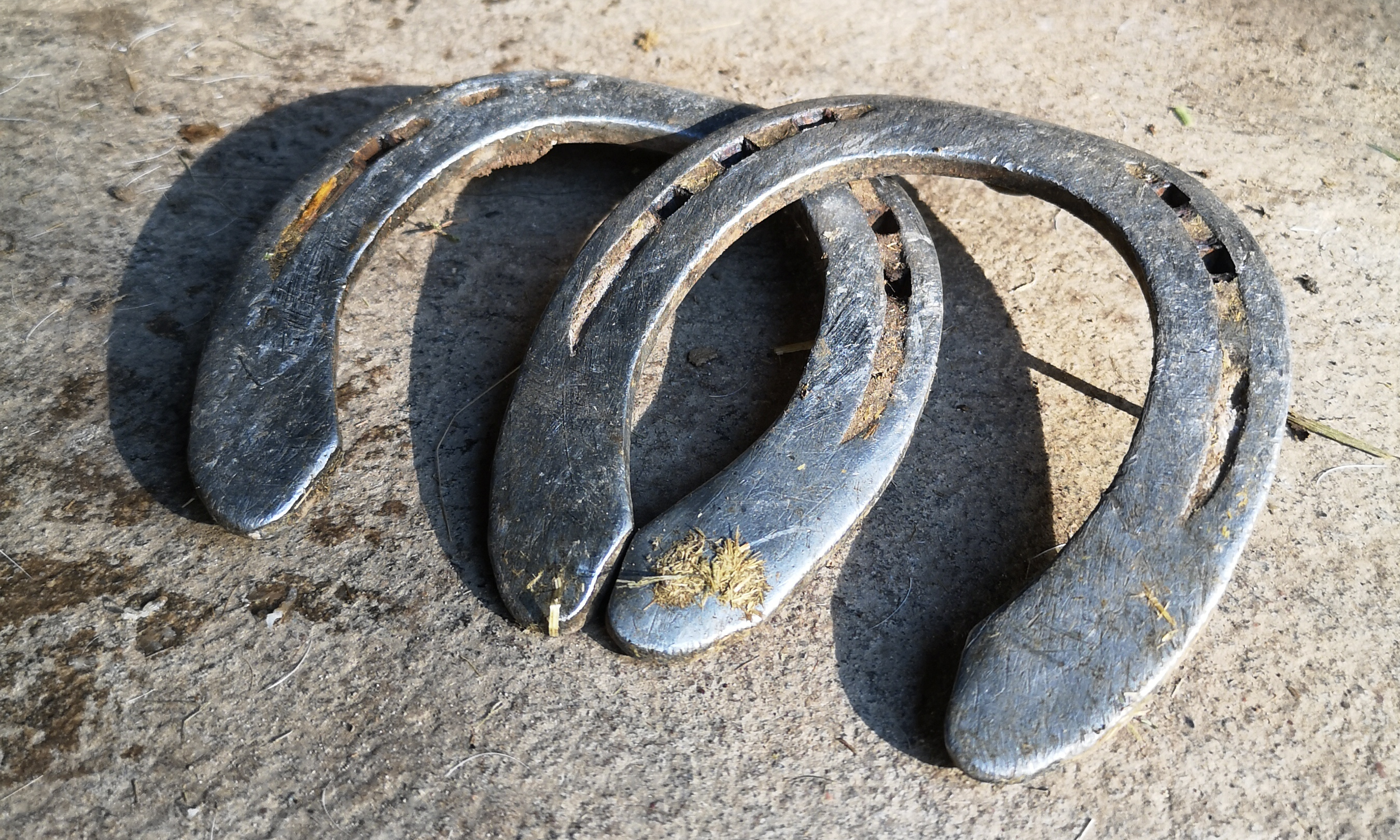 Entfernte Hufeisen nach der Umstellung von Beschlag auf Barhuf