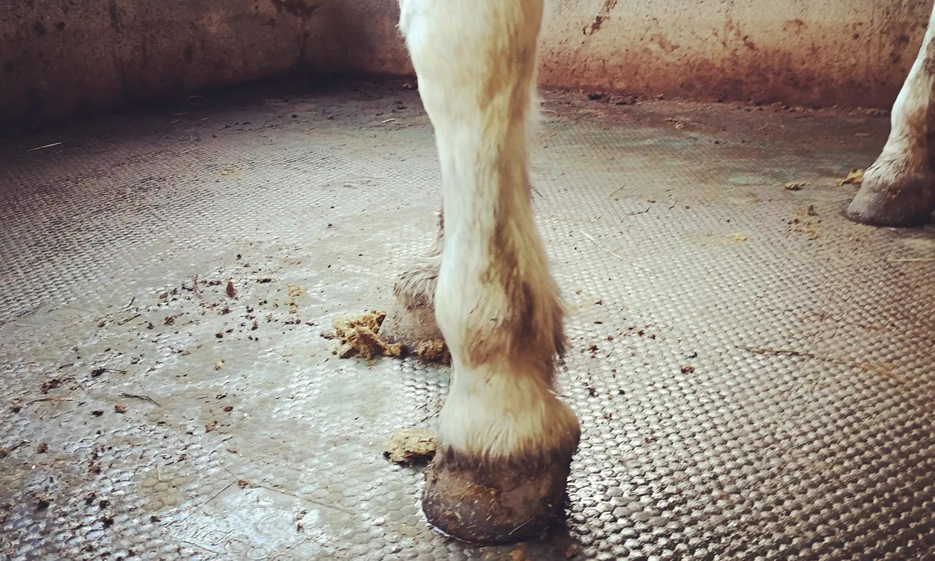 Stützbeinlahmheit mit Entlastung der Trachten aufgrund eines Hufgeschwürs