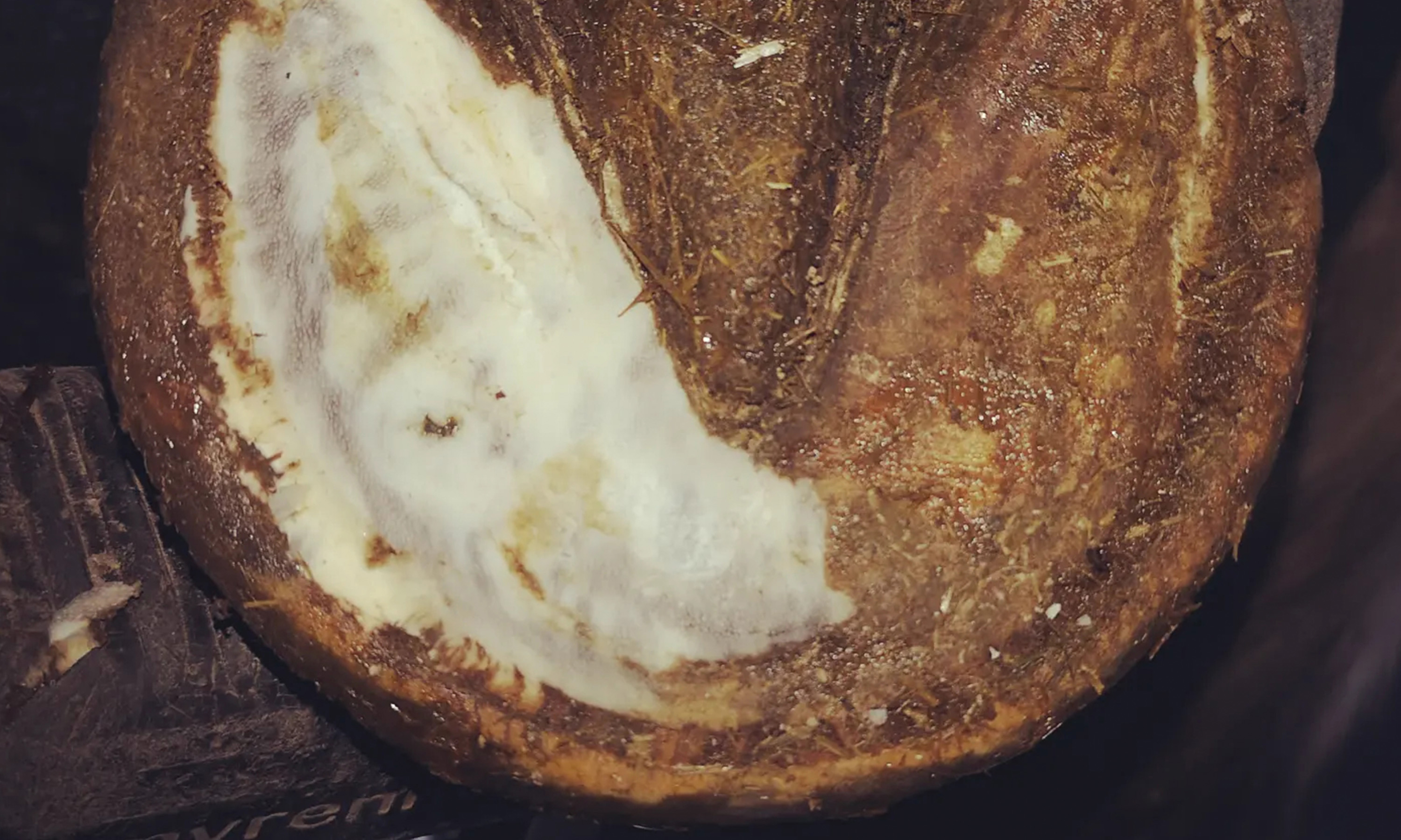 Ein Huf mit teilweise geglätteter Sohle auf der Such nach der Eintrittstelle eines Hufgeschwürs