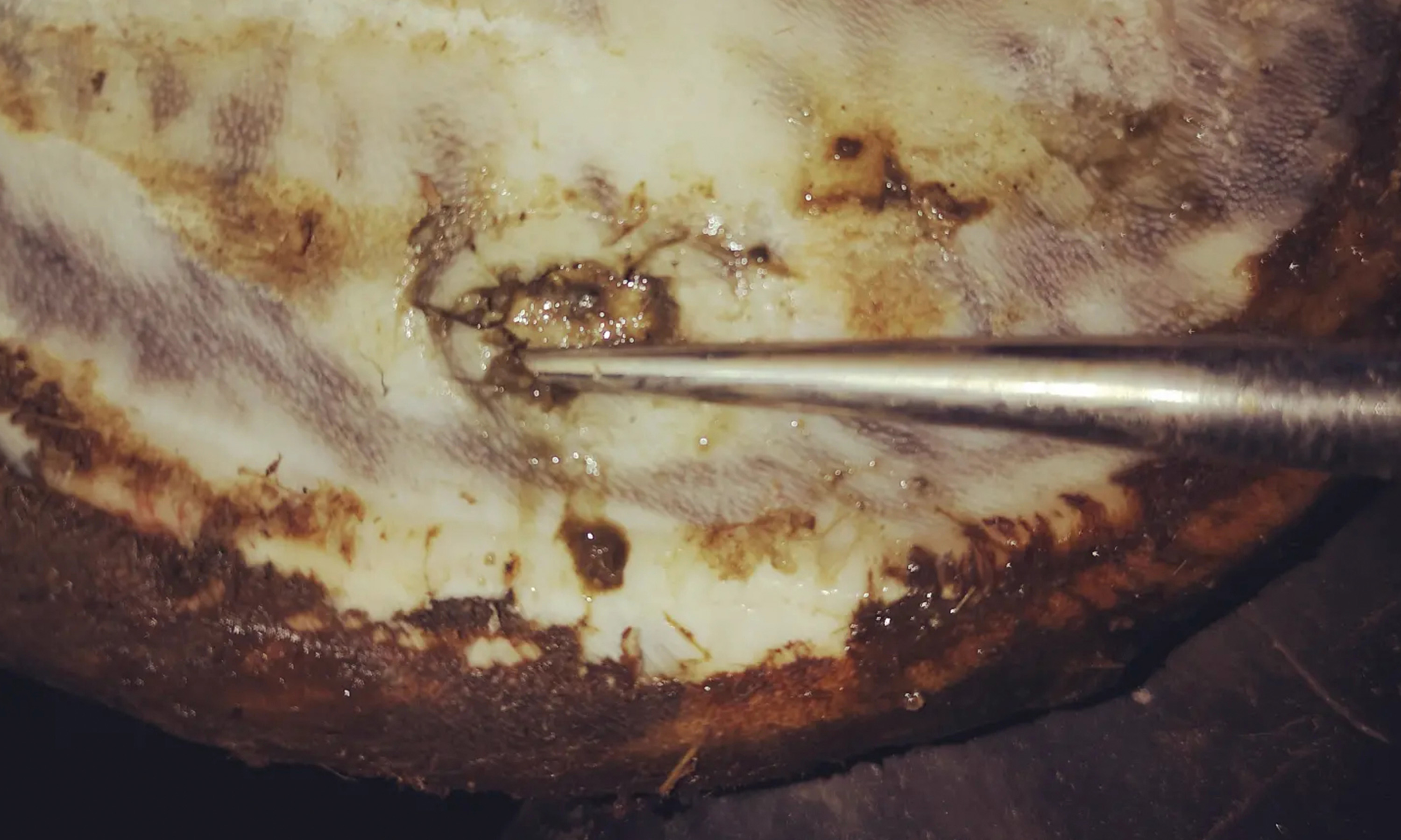 Huf mit der gefundenen Eintrittstelle eins Hufgeschwürs und langsames Öffnen des Hufgeschwürkanals