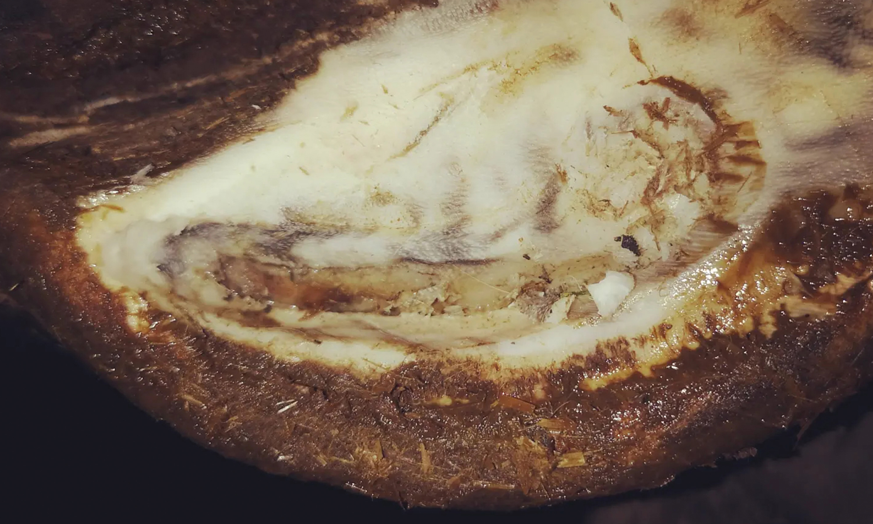 Huf mit einem geöffneten Hufgeschwürkanal