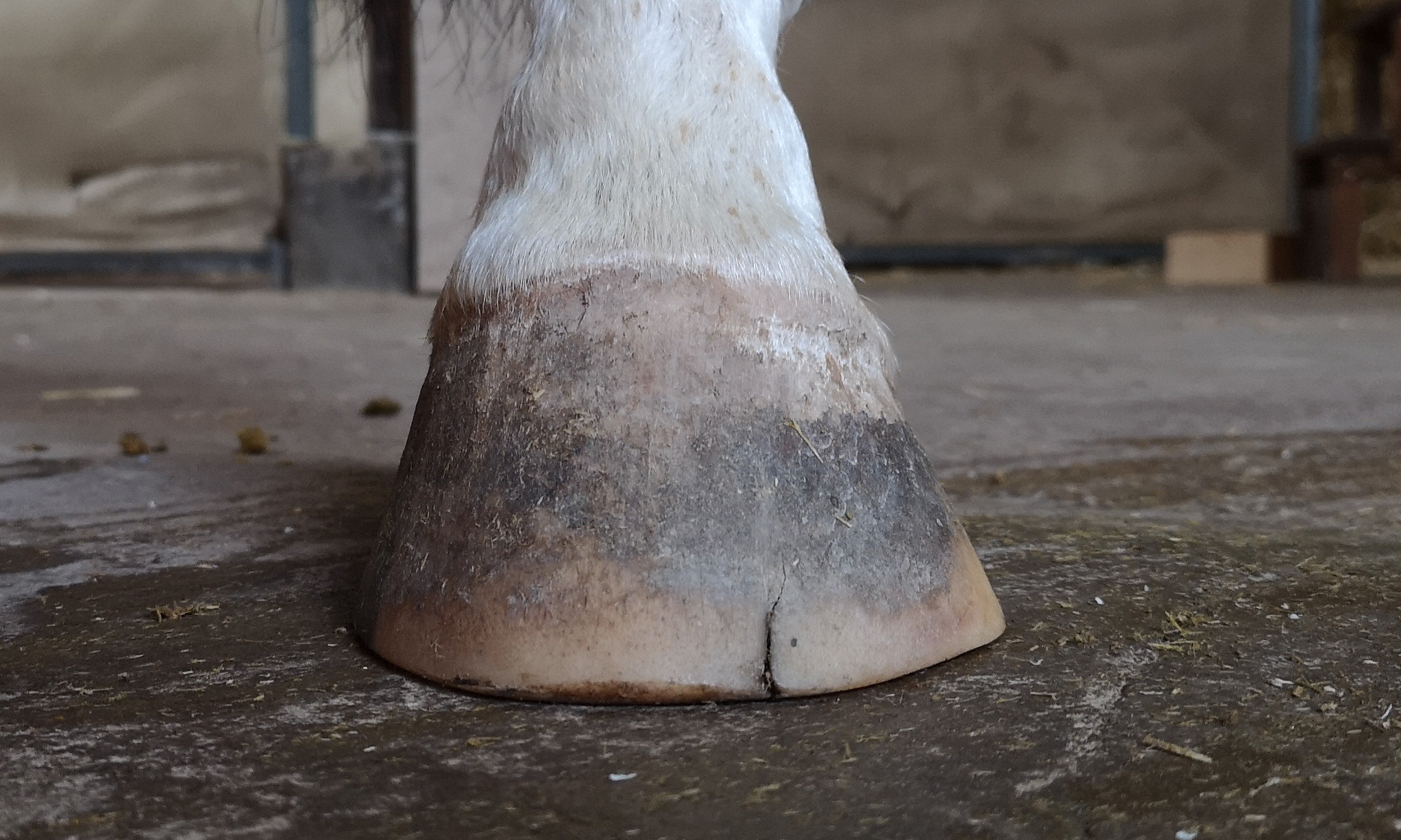 Ein Huf mit einem Riss zwischen Zehe und Seitenwand