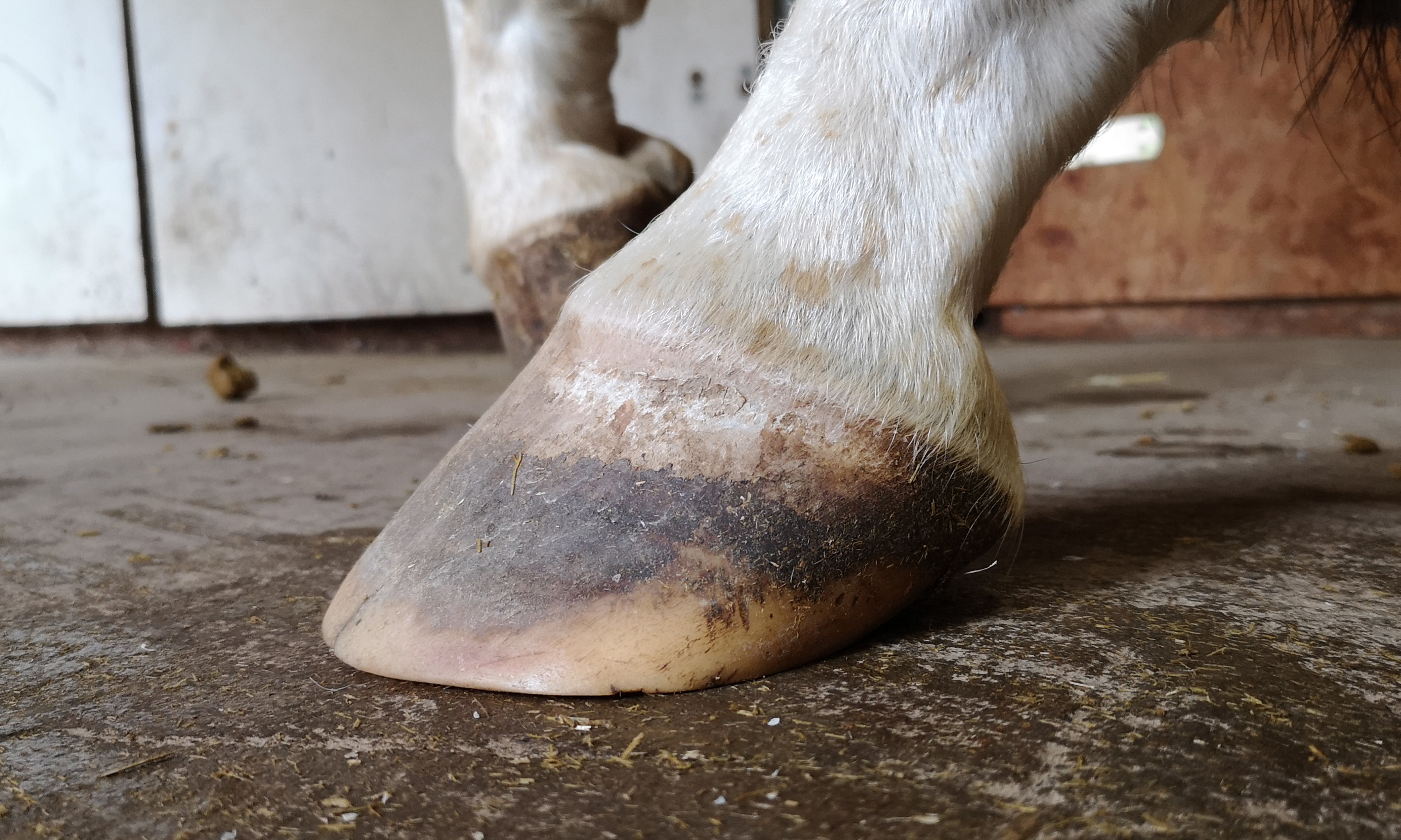 Ein Huf mit starker Mehrbelastung der Trachen aus der seitlichen Ansicht (lateral)