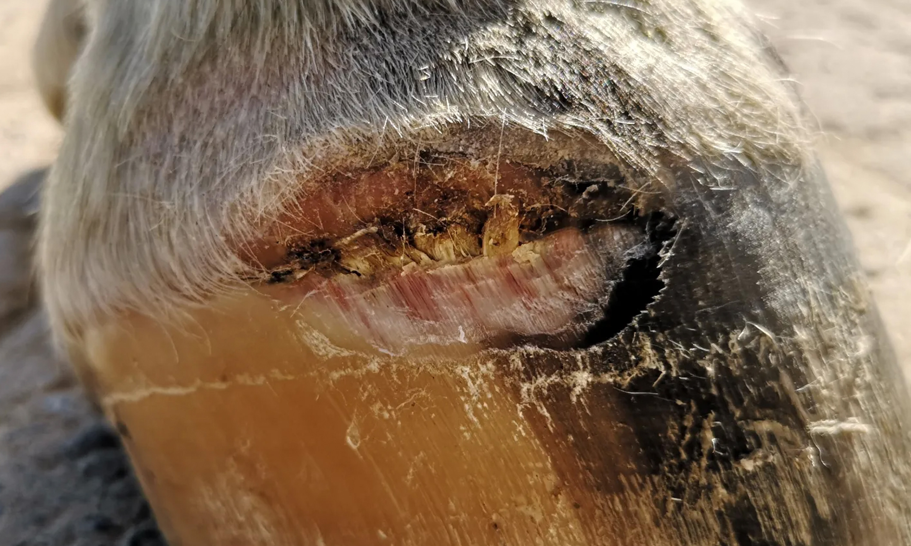 Ein Huf mit einem Geschwürdurchbruch und einer ehemals defekten Lederhaut am Kronrand