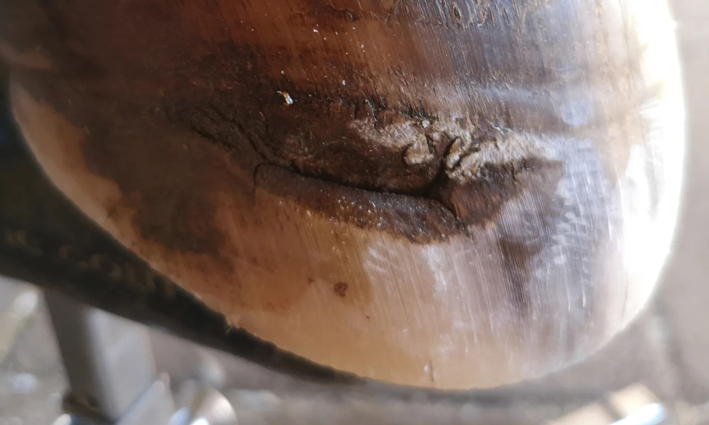 Huf mit einem ehemaligen Geschwürdurchbruch teilweise heruntergewachsen