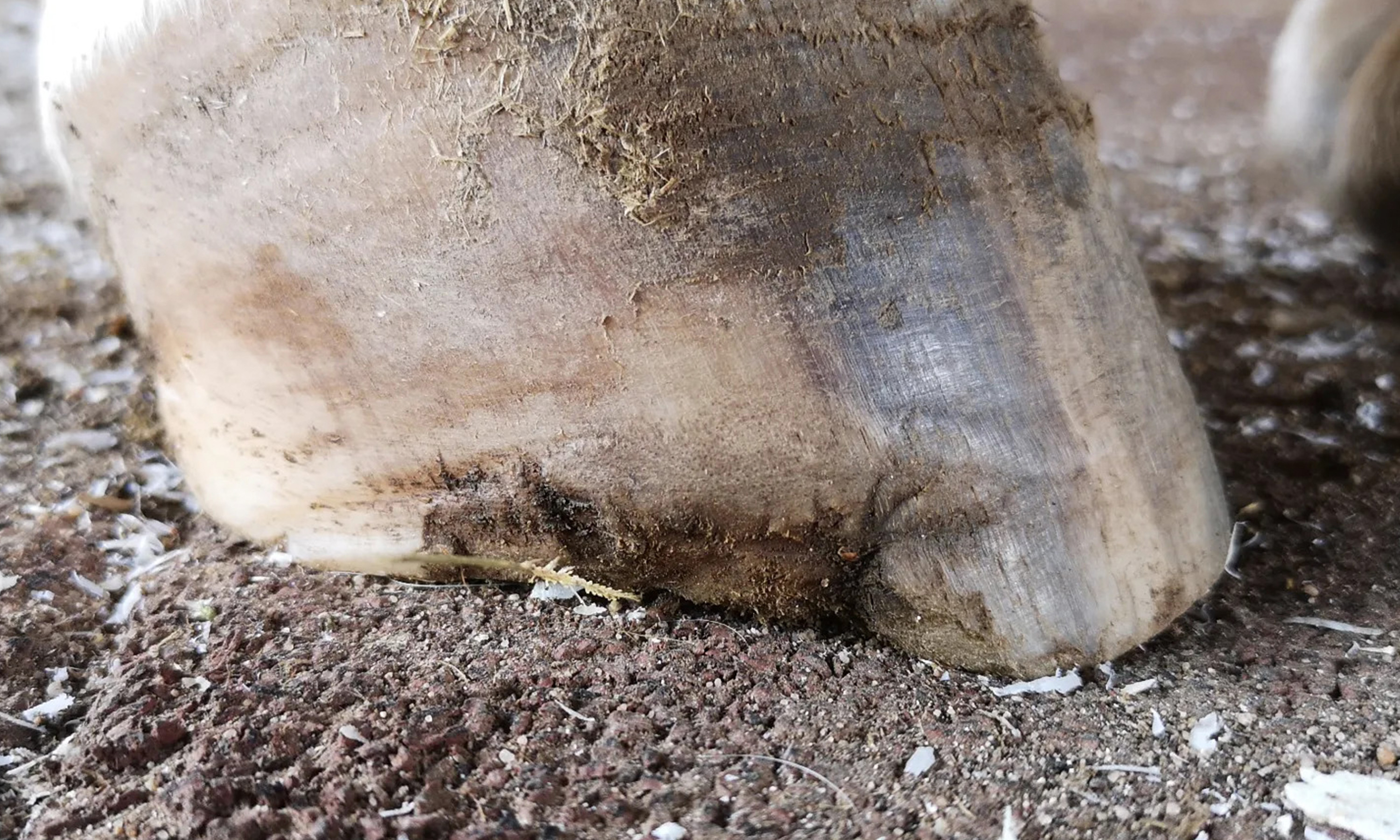 Huf mit einem ehemaligen Geschwürdurchbruch unten angekommen