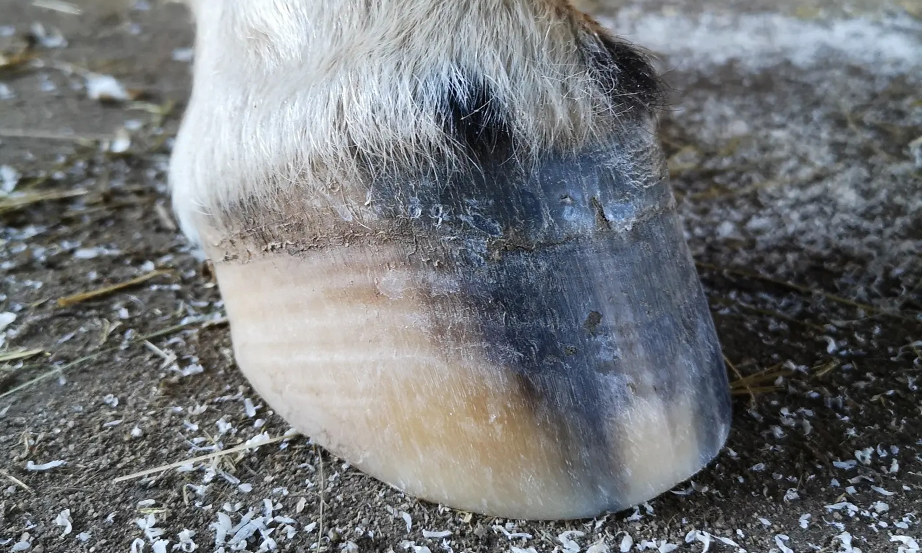Vollständig geheilter Huf, der ehemals von einem Hufgeschwür befallenen war