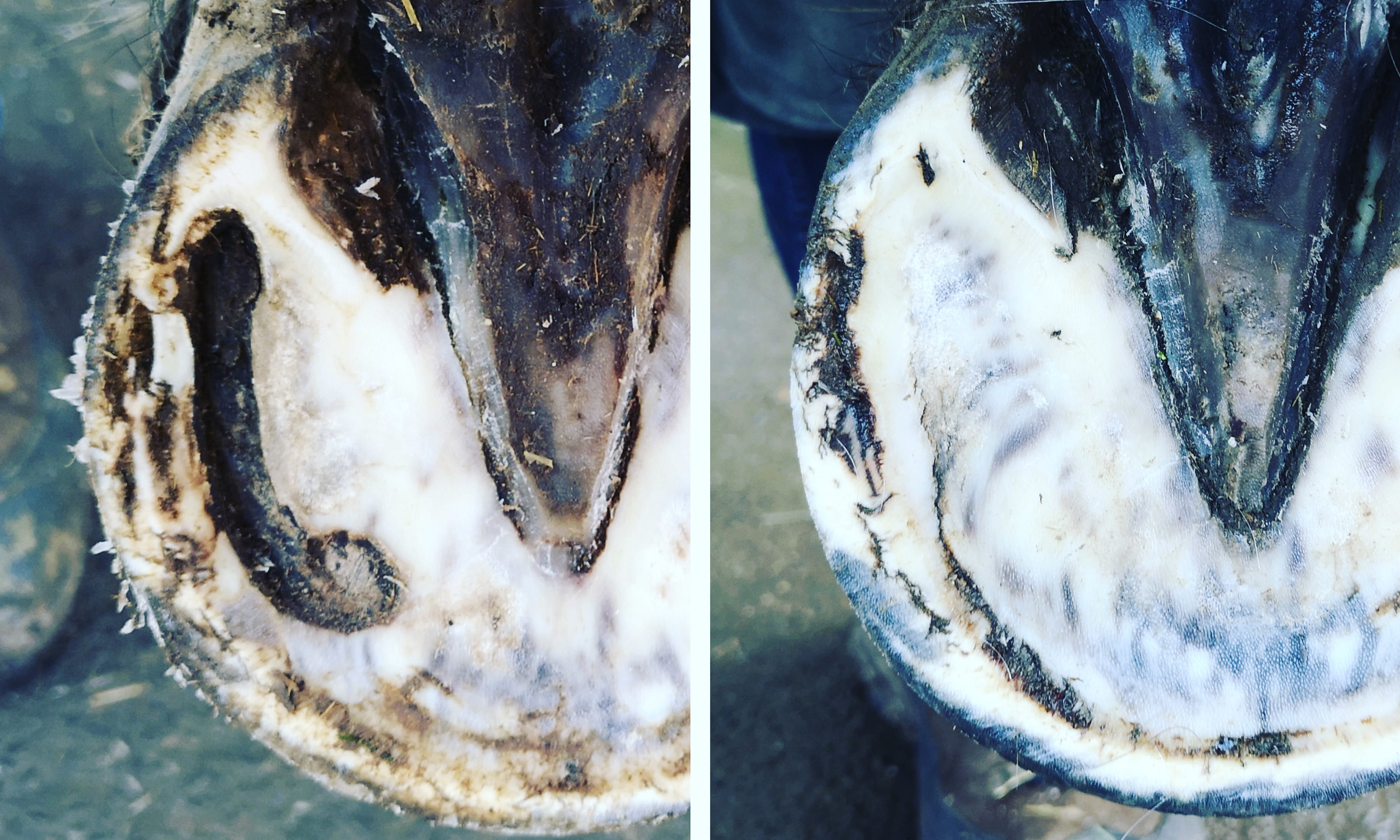 Huf mit geöffnetem und anschließend zugewachsenenen Hufgeschwürkanal