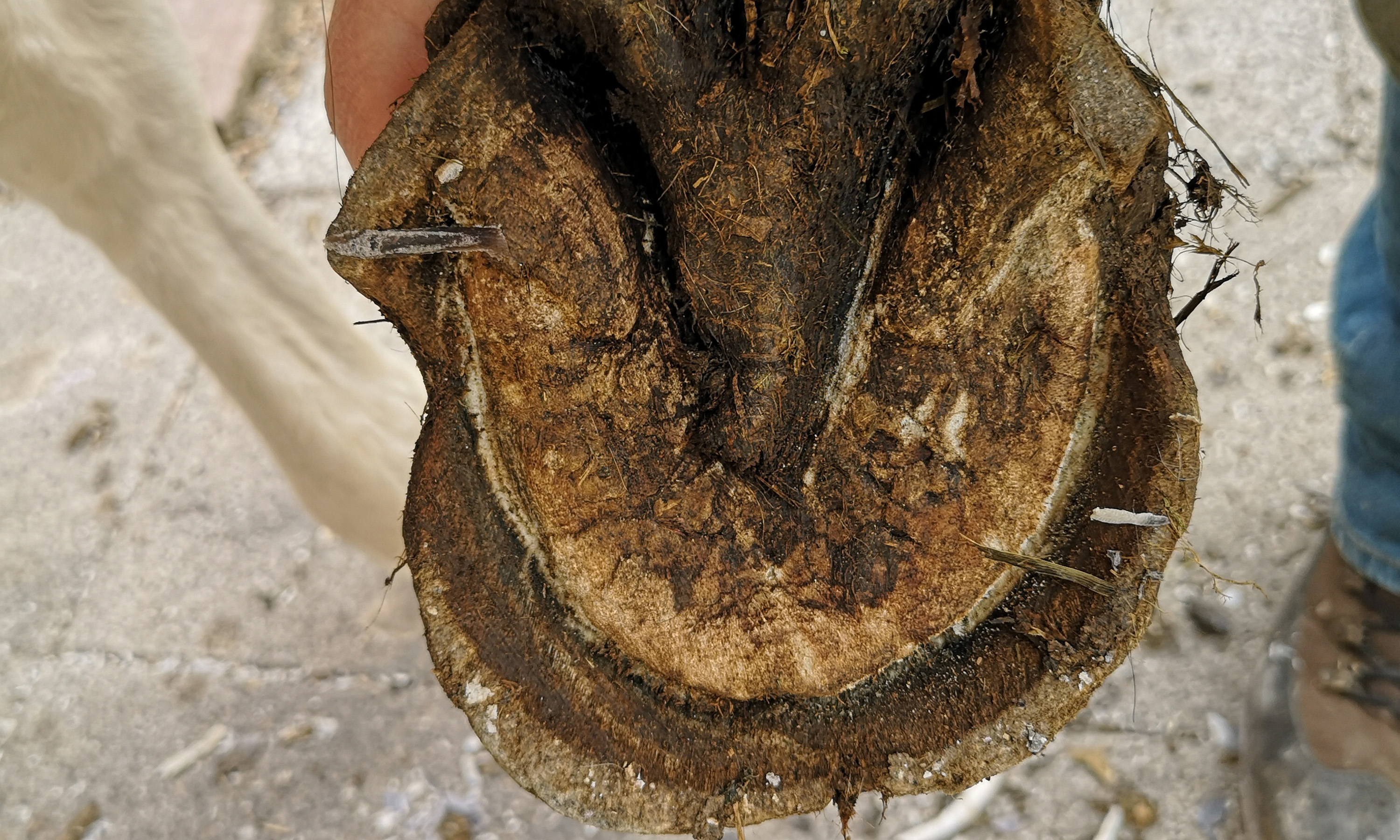 Ein stark deformierter einseitiger Huf von unten (solear)