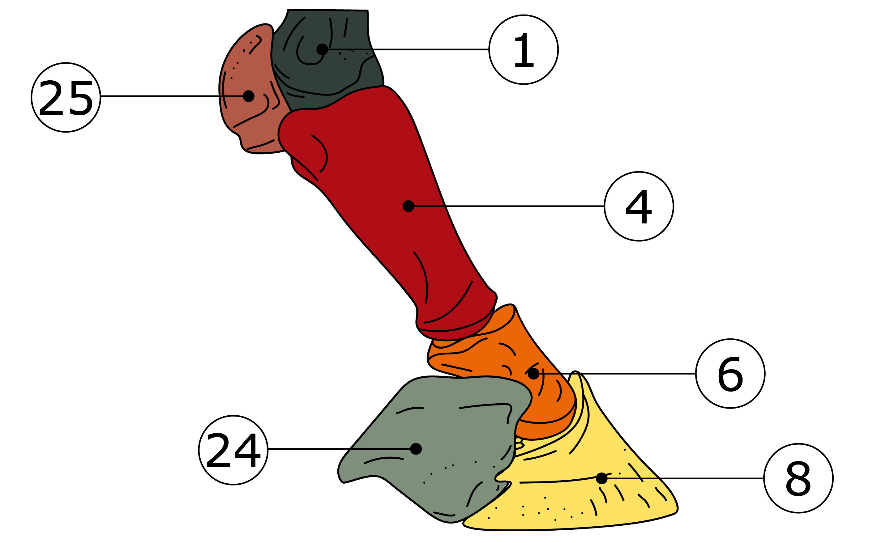 Nummerierte Illustration der relevanten Knochen eines Hufes von der Seite (medial/lateral)