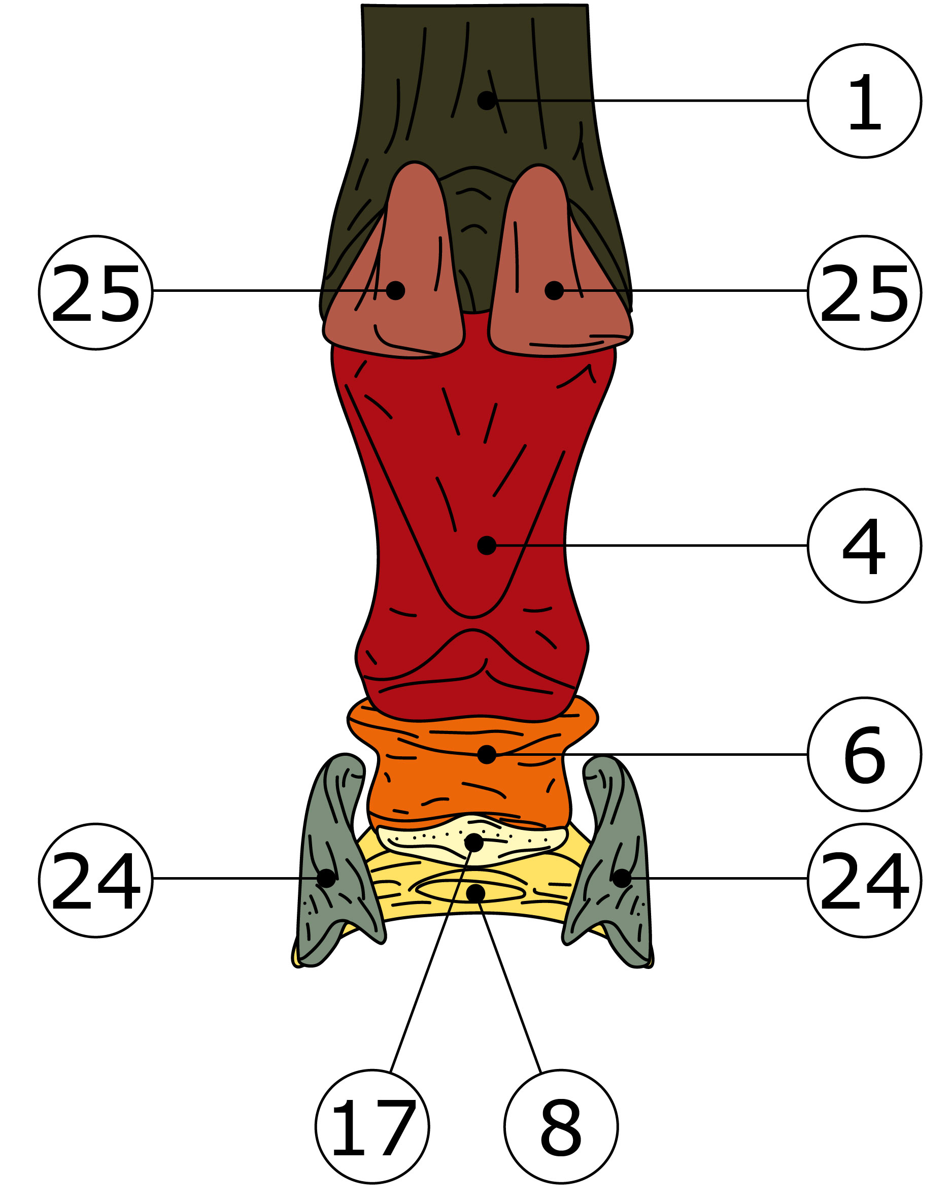 Nummerierte Illustration der relevanten Knochen eines Hufes von hinten (palmar/plantar)