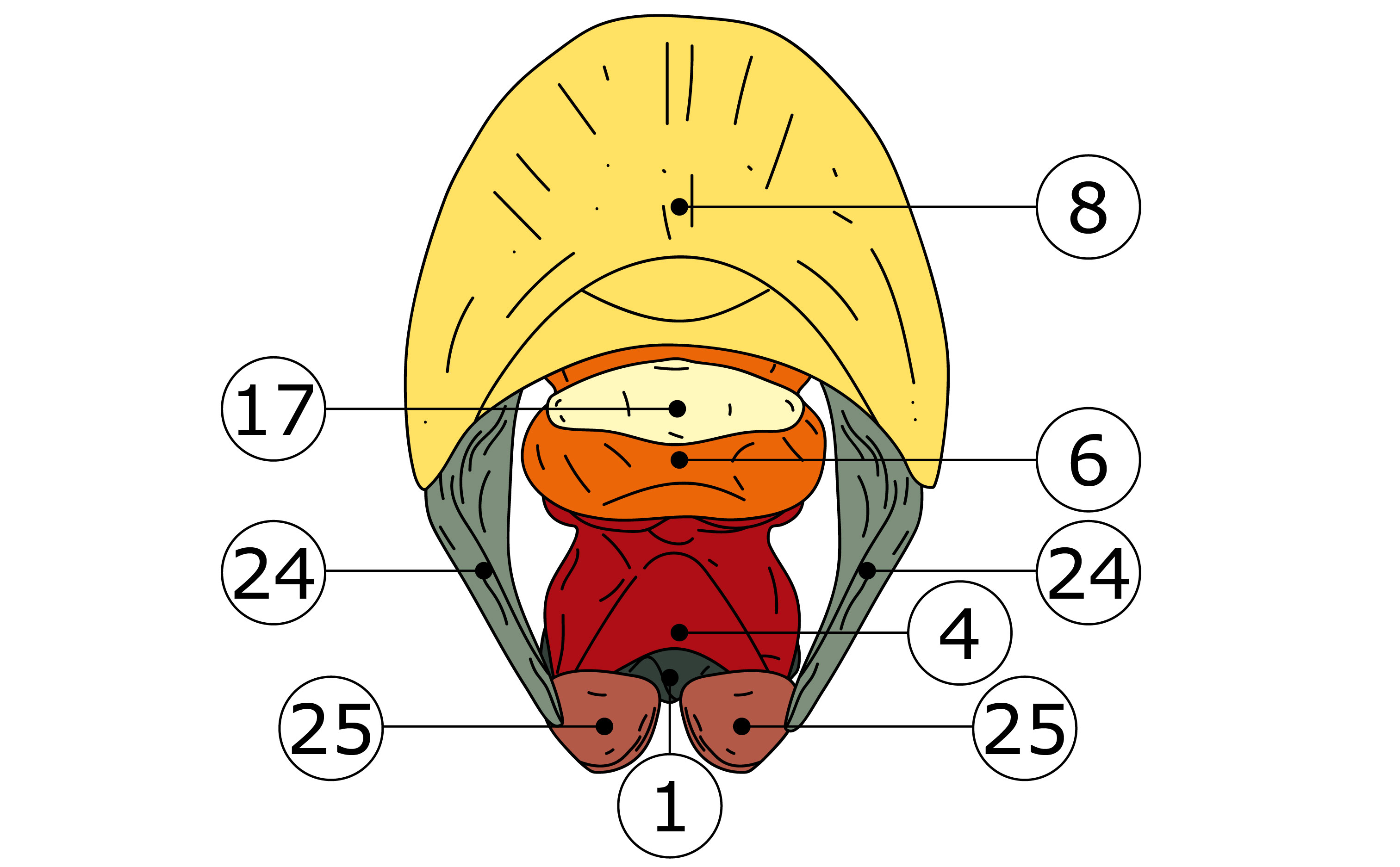 Nummerierte Illustration der relevanten Knochen eines Hufes von unten (solear)