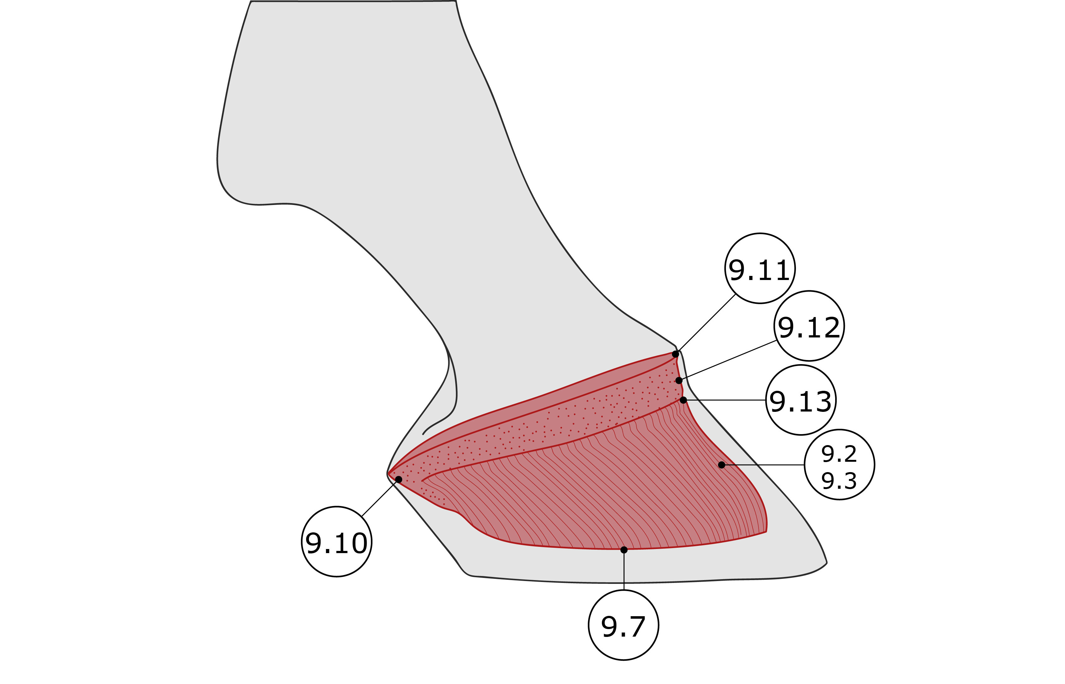 Nummerierte Illustration der Lederhäute von der Seite (medial/lateral)