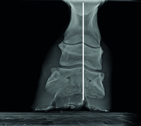 Röntgenbild eines Vorderhufes von hinten (palmar) mit einer einseitigen Mehrbelastung, durch die sich die inneren Strukturen der verschobenen Belastung angepasst haben