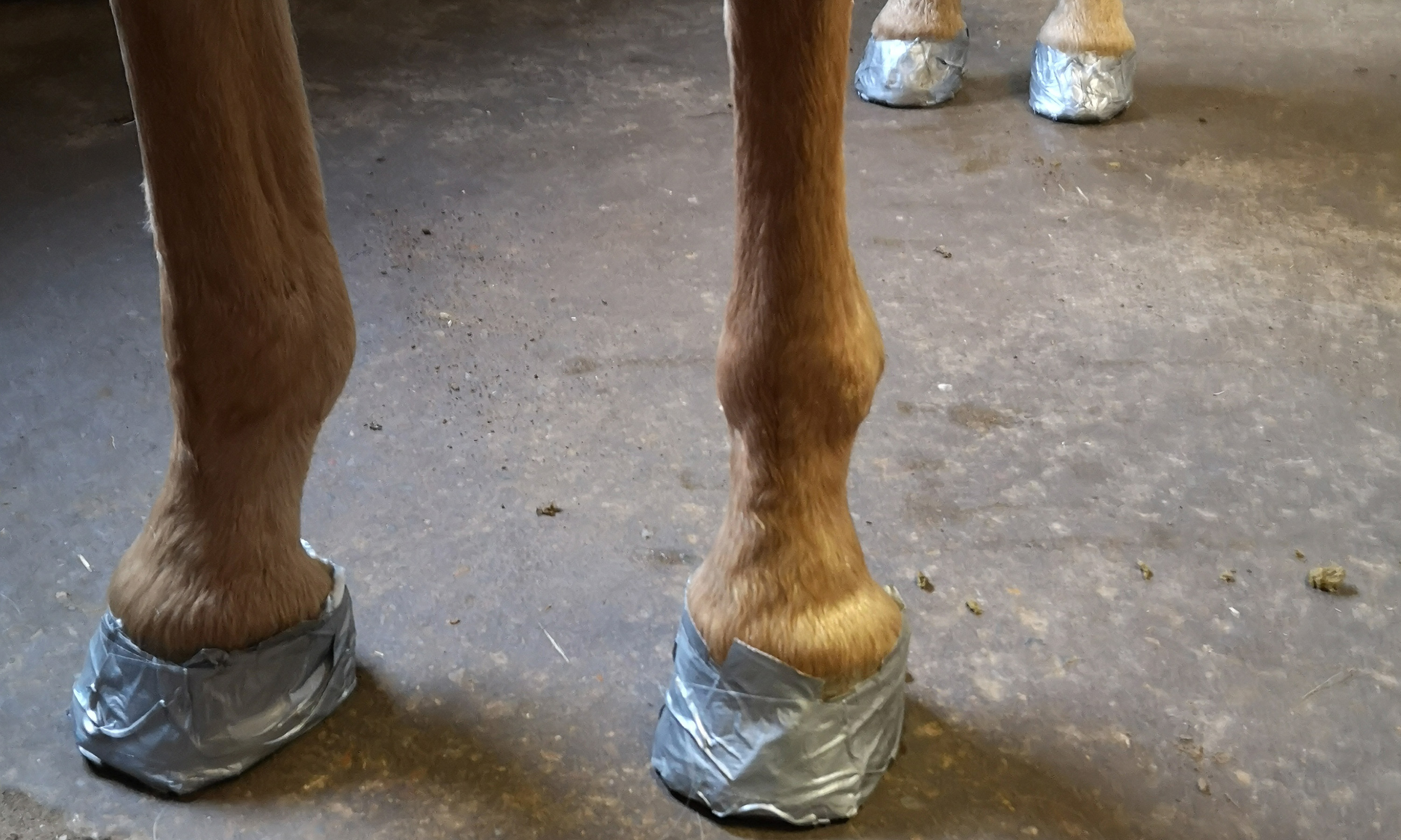 Polsterverband zur Behandlung einer Sohlenlederhautentzündung oder einer Hufrolle von unten an allen Hufen