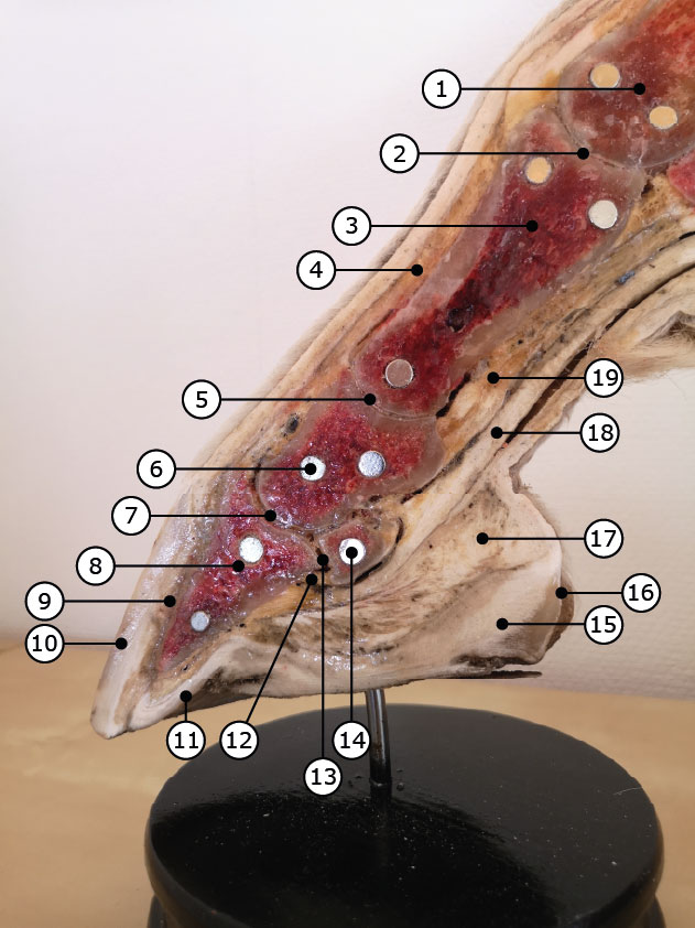 Hufpräparat mit einem Sagittalschnitt und nummerierten Elementen