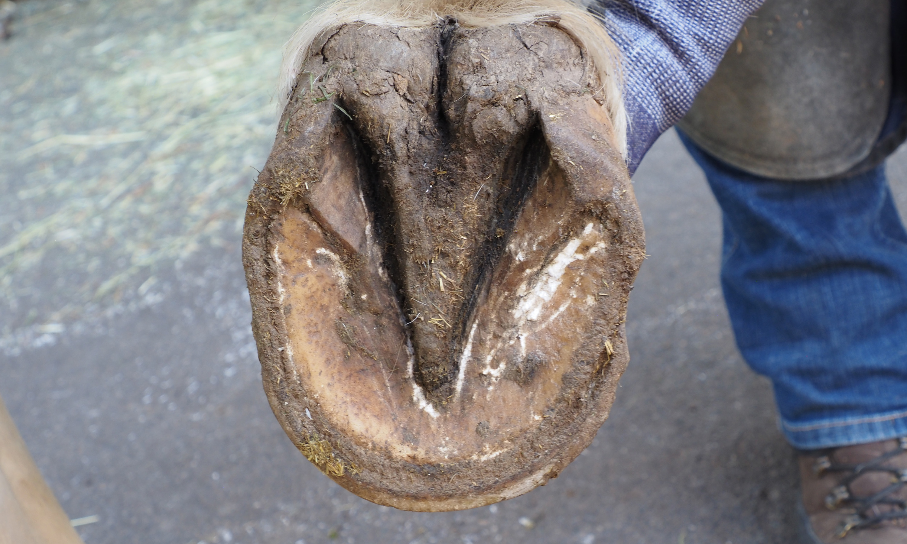 Ein Huf mit Strahlfäule und einer sehr tiefen mittleren Strahlfurche