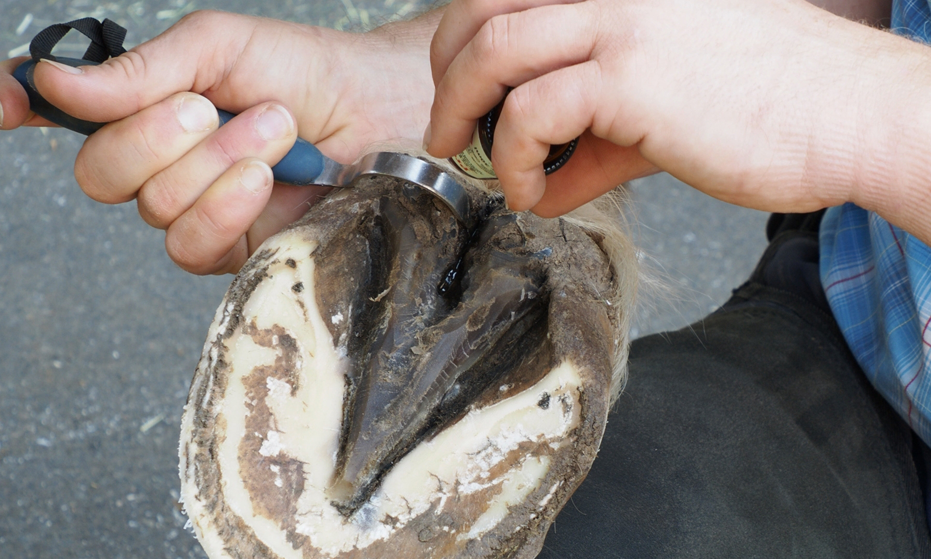 Hineingeben von Propolis-Tropfen in die mittlere Strahlfurche eines von Strahlfäulnis befallenen Hufes