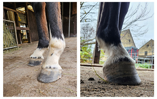 Beispielbilder eines Bockhufes