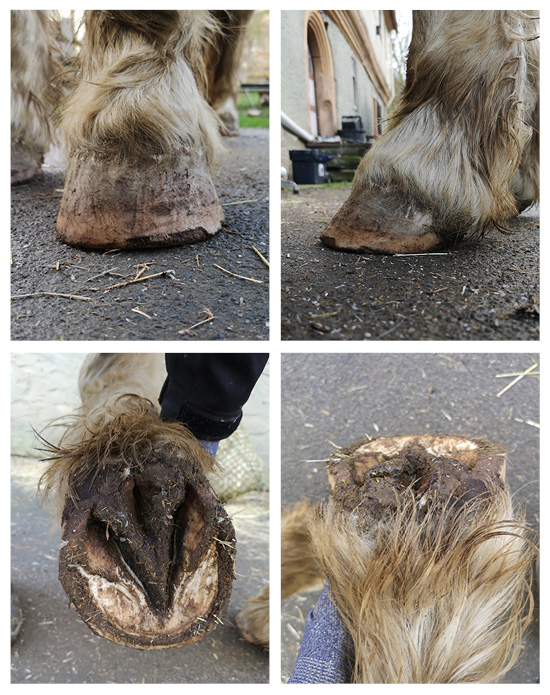 Beispielbilder eines Diagonalhufes