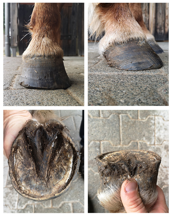 Beispielbilder eines Diagonalhufes mit verschobener Trachte