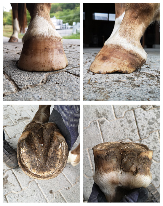 Beispielbilder eines einseitigen Hufes