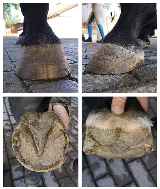 Beispielbilder eines Platthufes