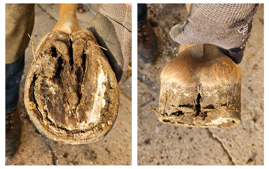 Beispielbilder eines Zwanghufes