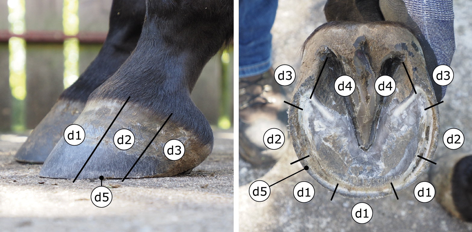Huf beschriftet zur Benennung der Hufwandabschnitte von der Seite (lateral) und unten (solear)