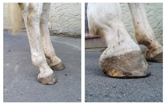 Beispielbilder von zwei Sehnenstelzfüßen hinten